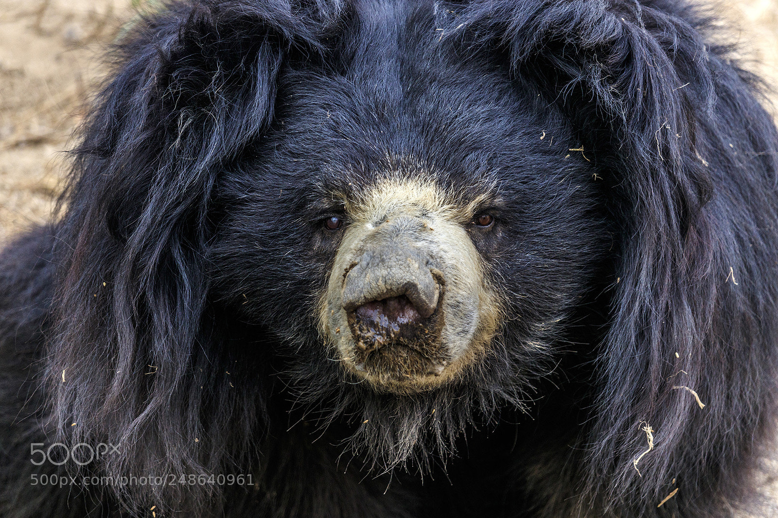 Canon EOS 80D sample photo. Himalayan sloth bear photography