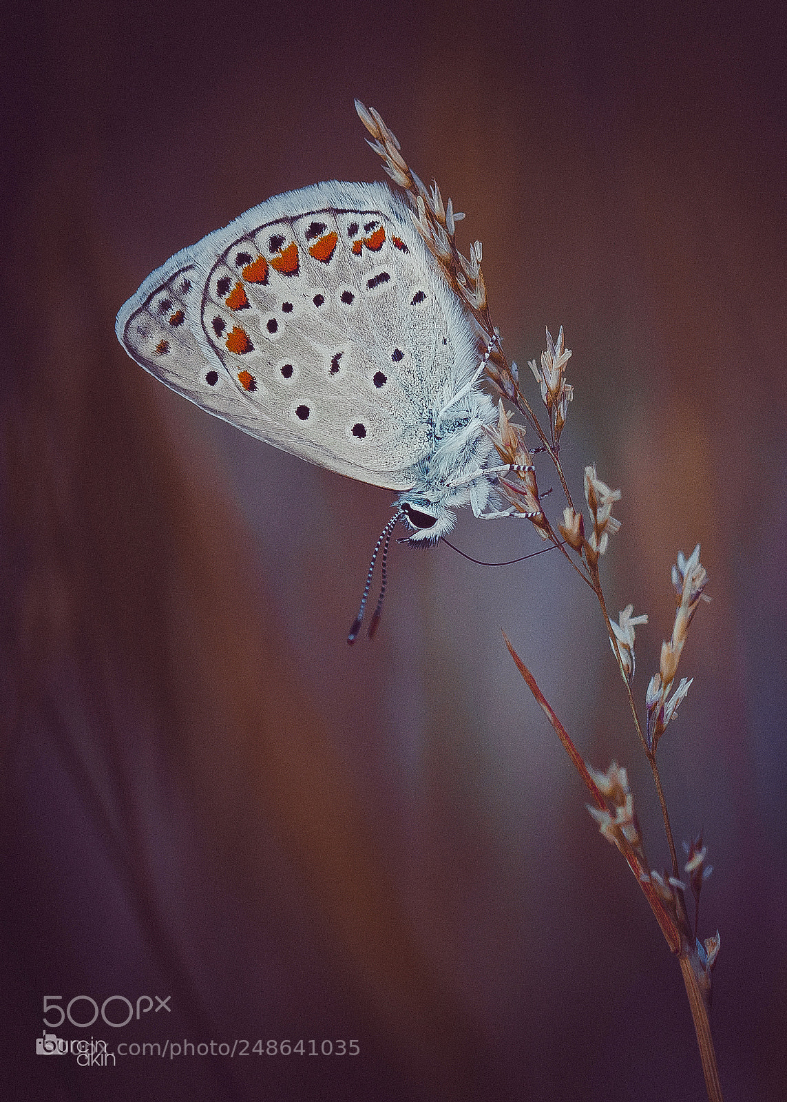 Nikon D5100 sample photo. Beauty ... photography
