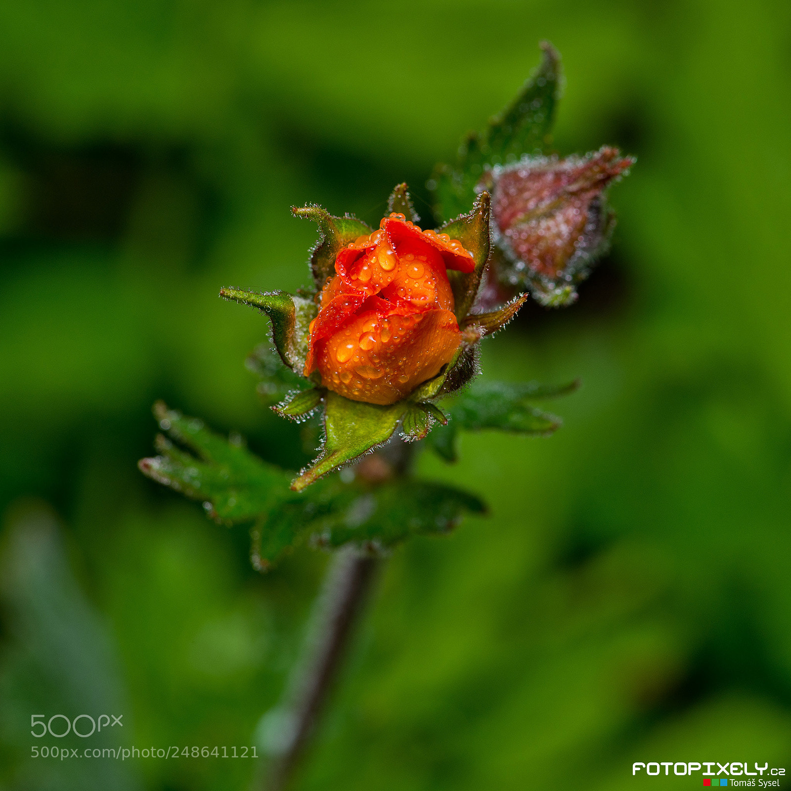 Nikon D600 sample photo. Flóra / flora photography