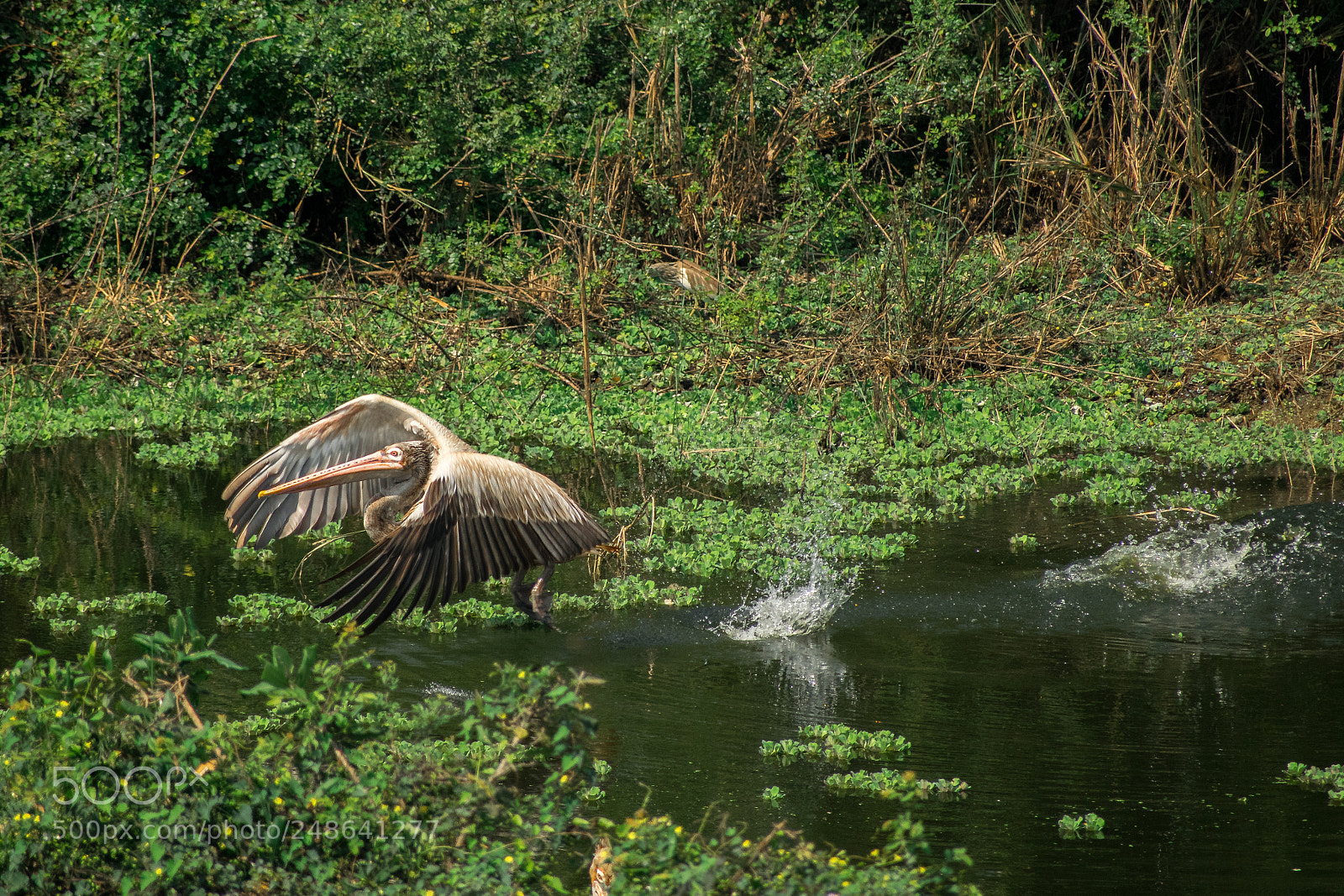 Nikon D5300 sample photo. Walking on the water photography