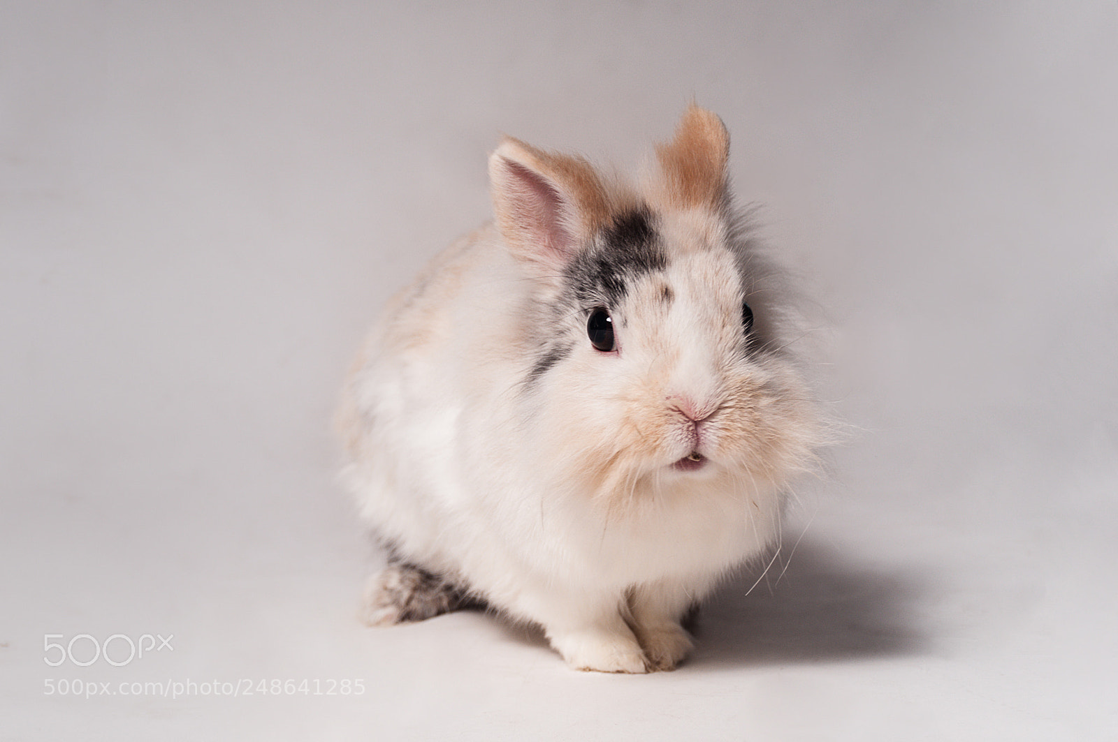 Nikon D300S sample photo. Lapin photography