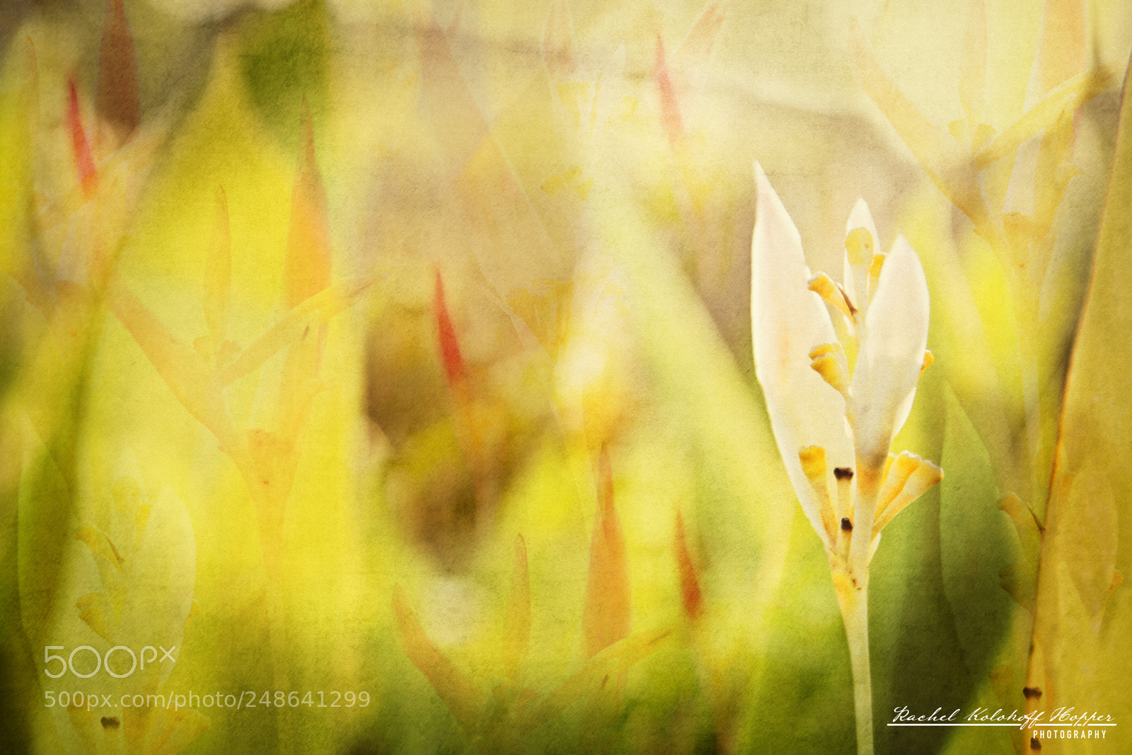 Nikon D500 sample photo. Mexico garden photography