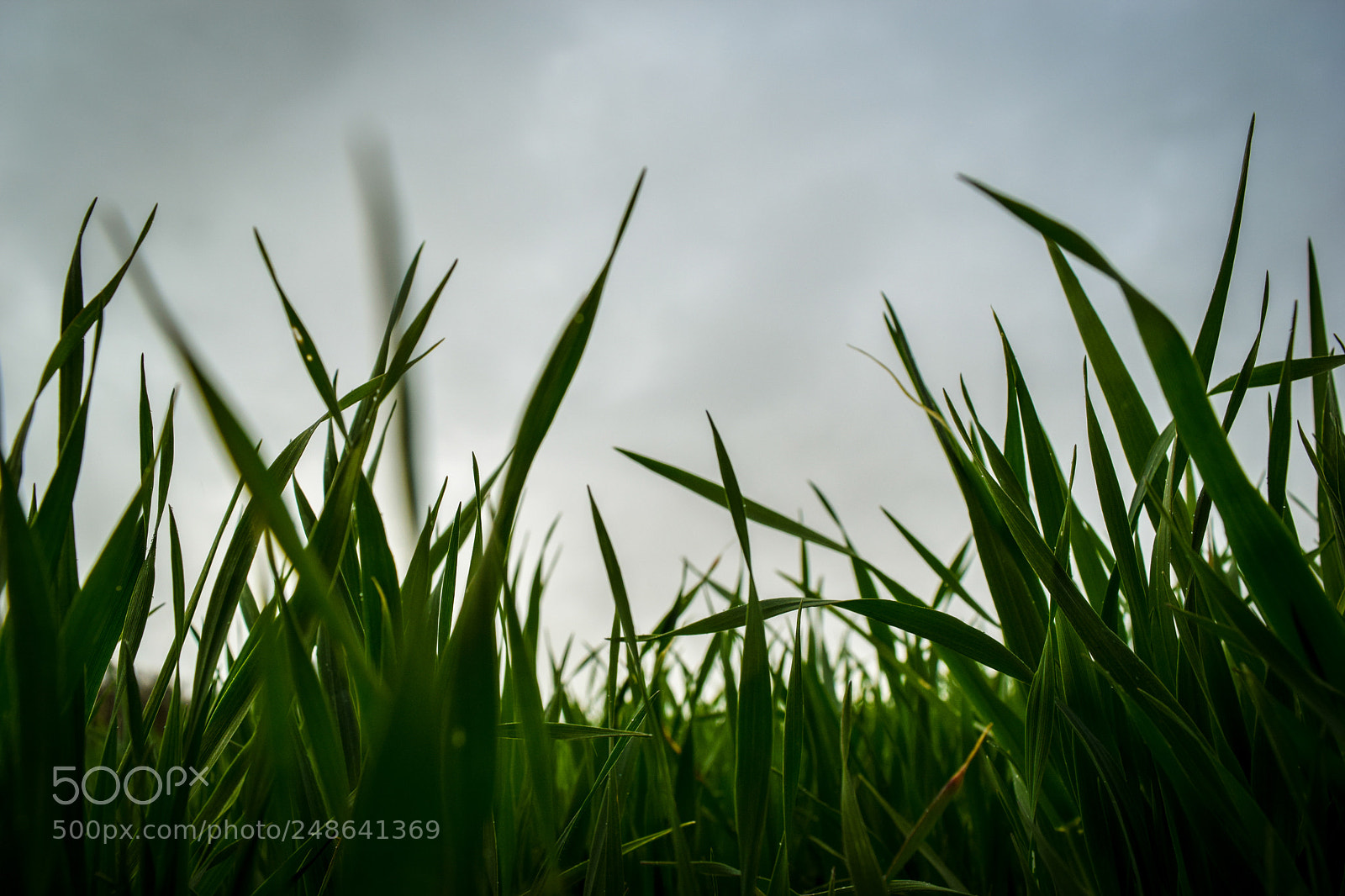 Nikon D5300 sample photo. Verd photography
