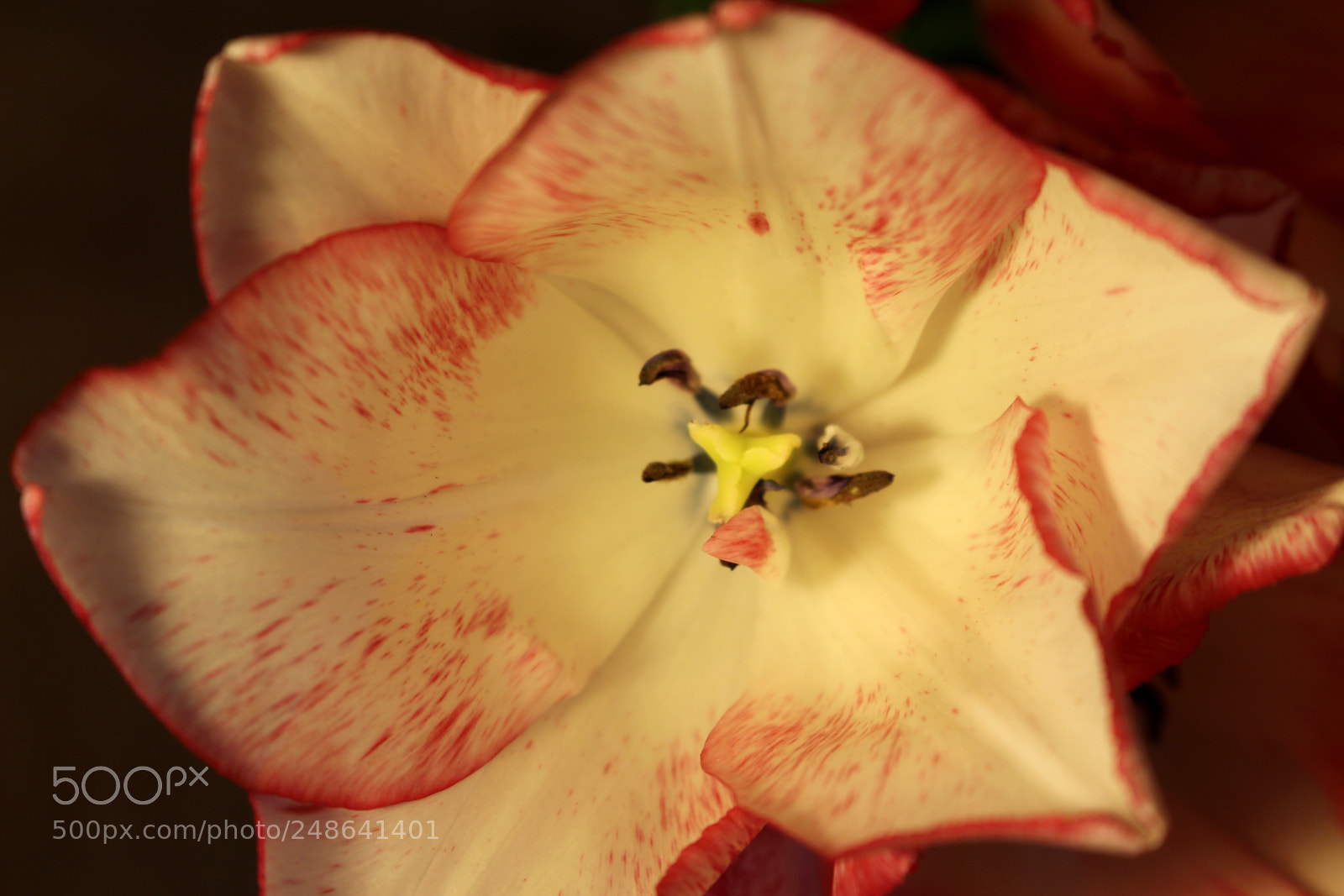 Canon EOS 700D (EOS Rebel T5i / EOS Kiss X7i) sample photo. Petal inside the flower photography