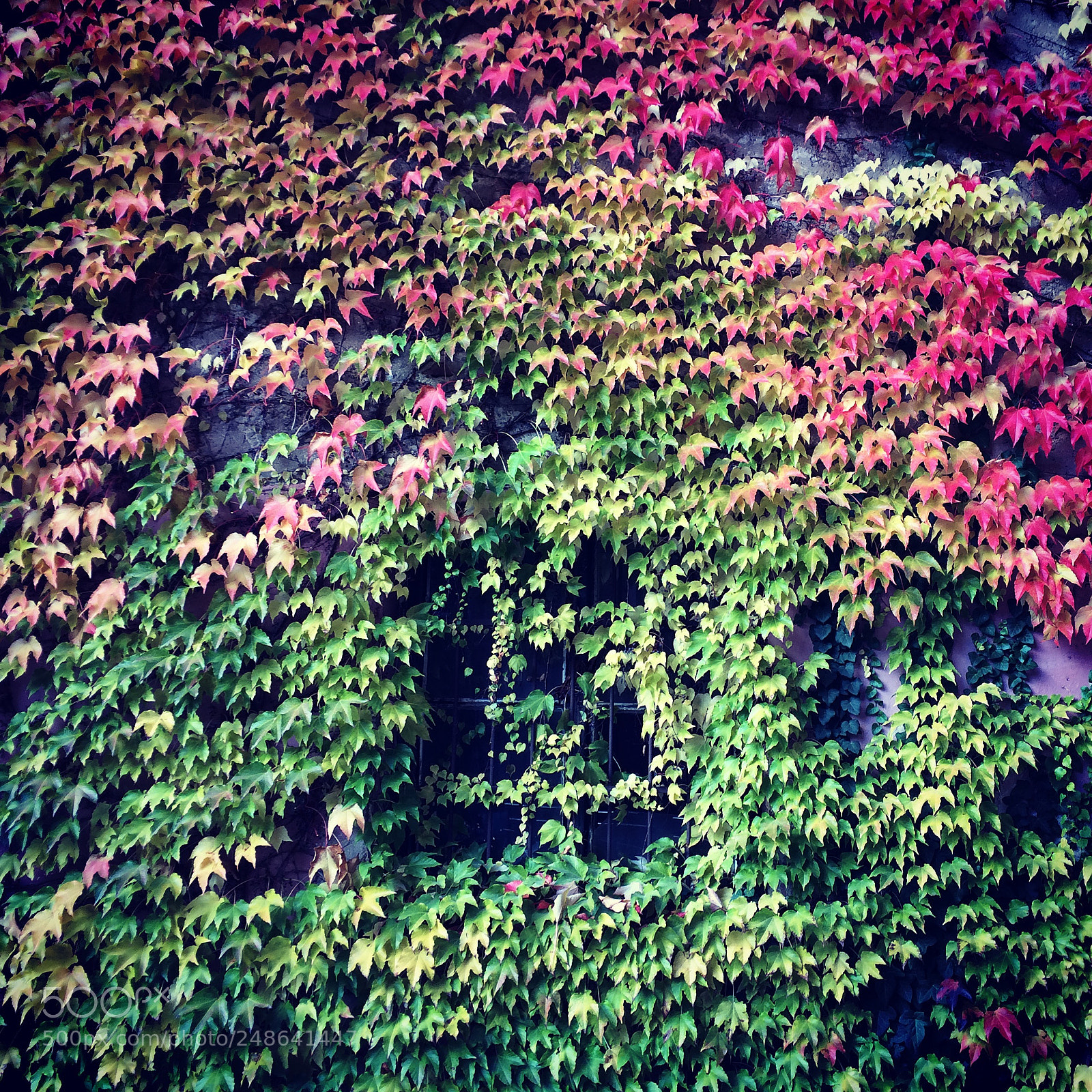 Apple iPhone 5s sample photo. Untitled photography