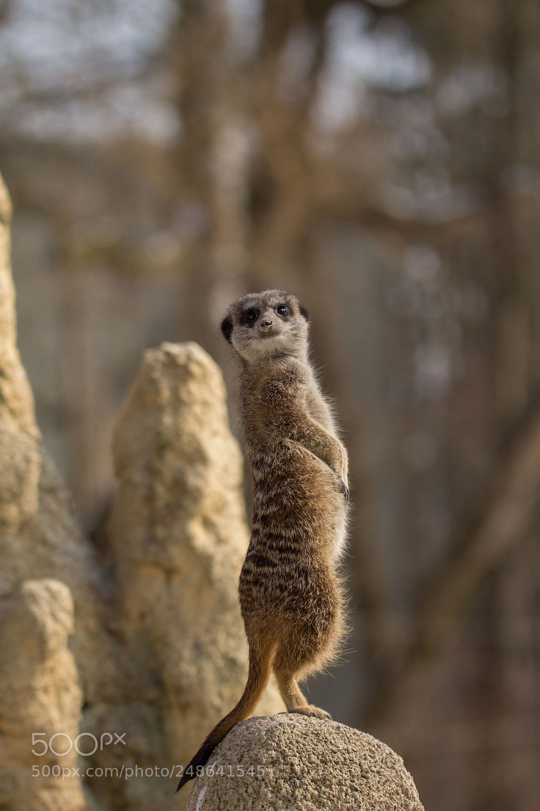 Canon EOS 700D (EOS Rebel T5i / EOS Kiss X7i) sample photo. Erdm nnchen im tierpark photography