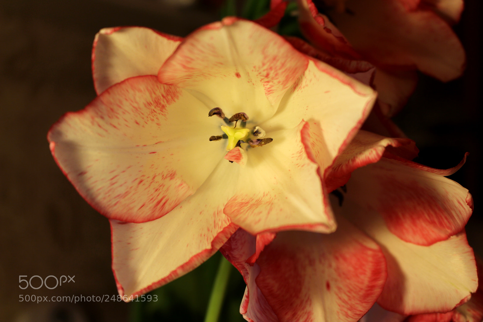 Canon EOS 700D (EOS Rebel T5i / EOS Kiss X7i) sample photo. Petal inside the tulip photography