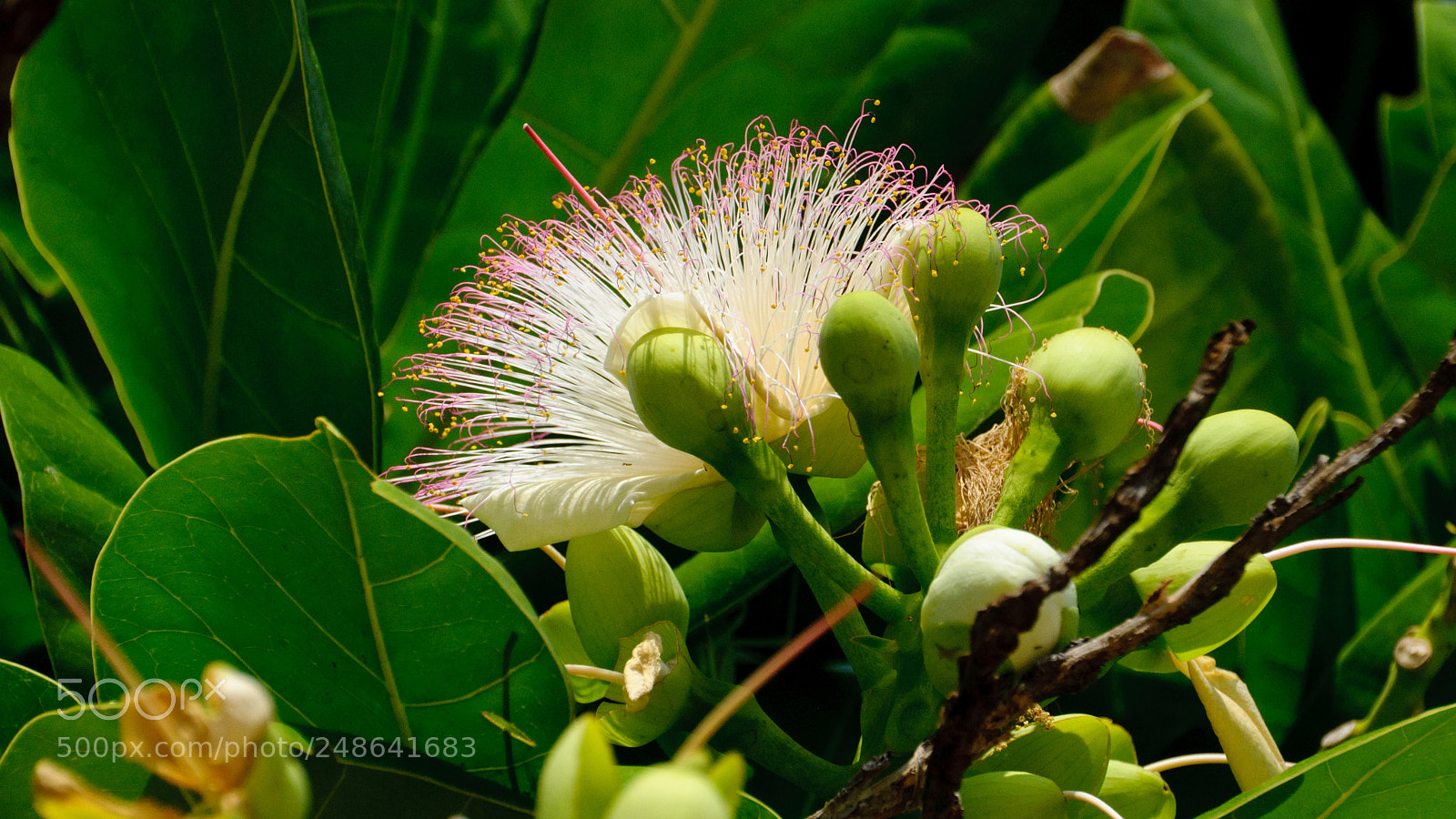 Nikon D5000 sample photo. Strange flower photography