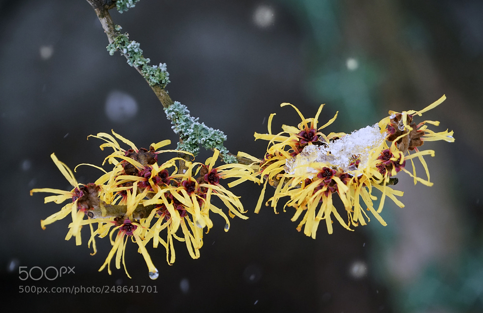 Sony a7R II sample photo. Witch-hazel photography