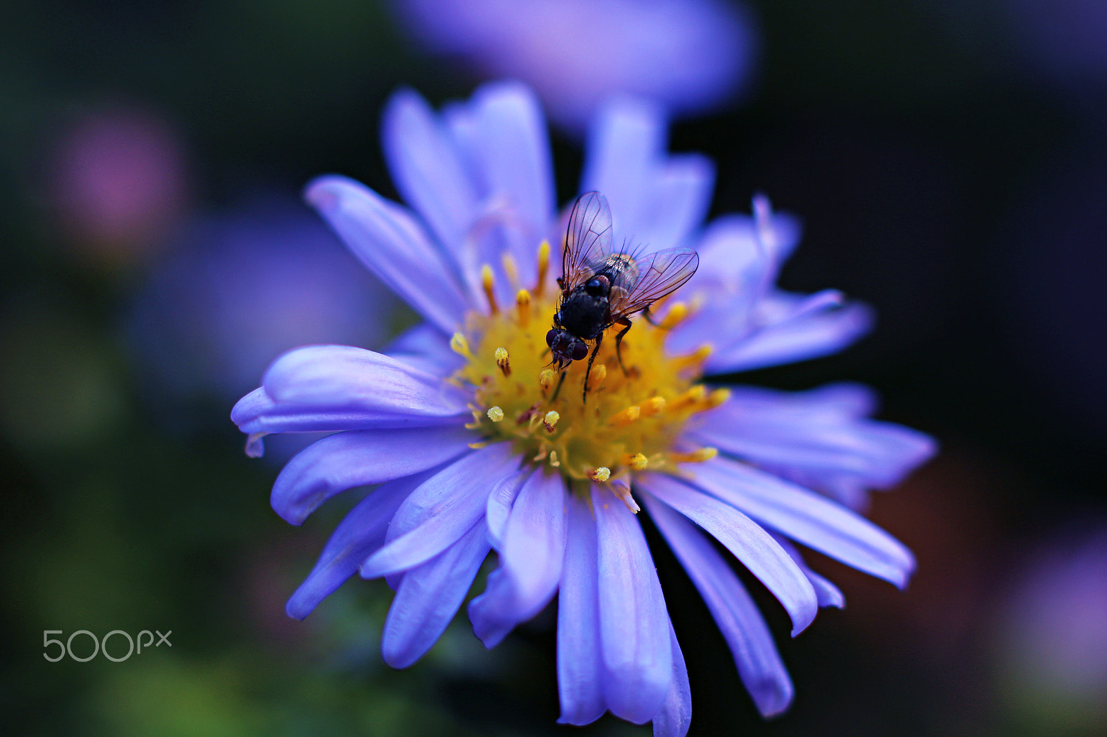 Canon EOS 750D (EOS Rebel T6i / EOS Kiss X8i) + Canon EF 50mm F1.8 II sample photo. Fly on flower photography