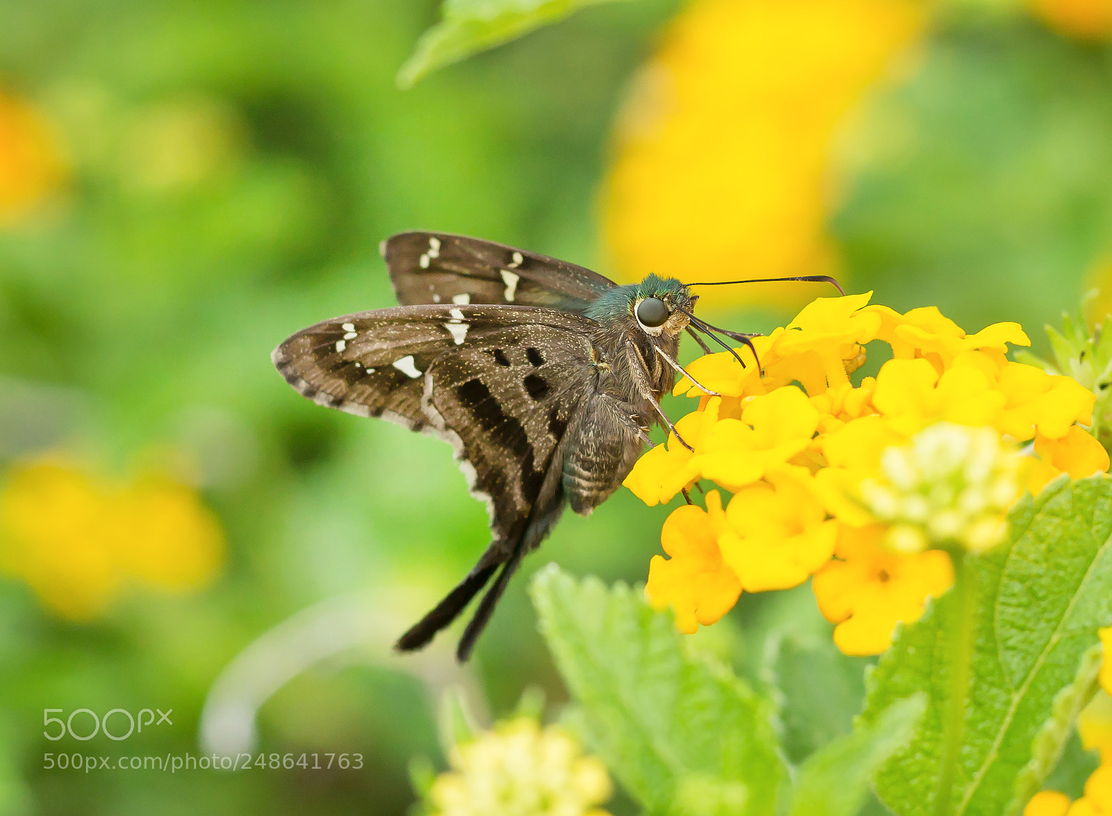 Canon EOS 600D (Rebel EOS T3i / EOS Kiss X5) sample photo. A long-tailed skipper butterly photography
