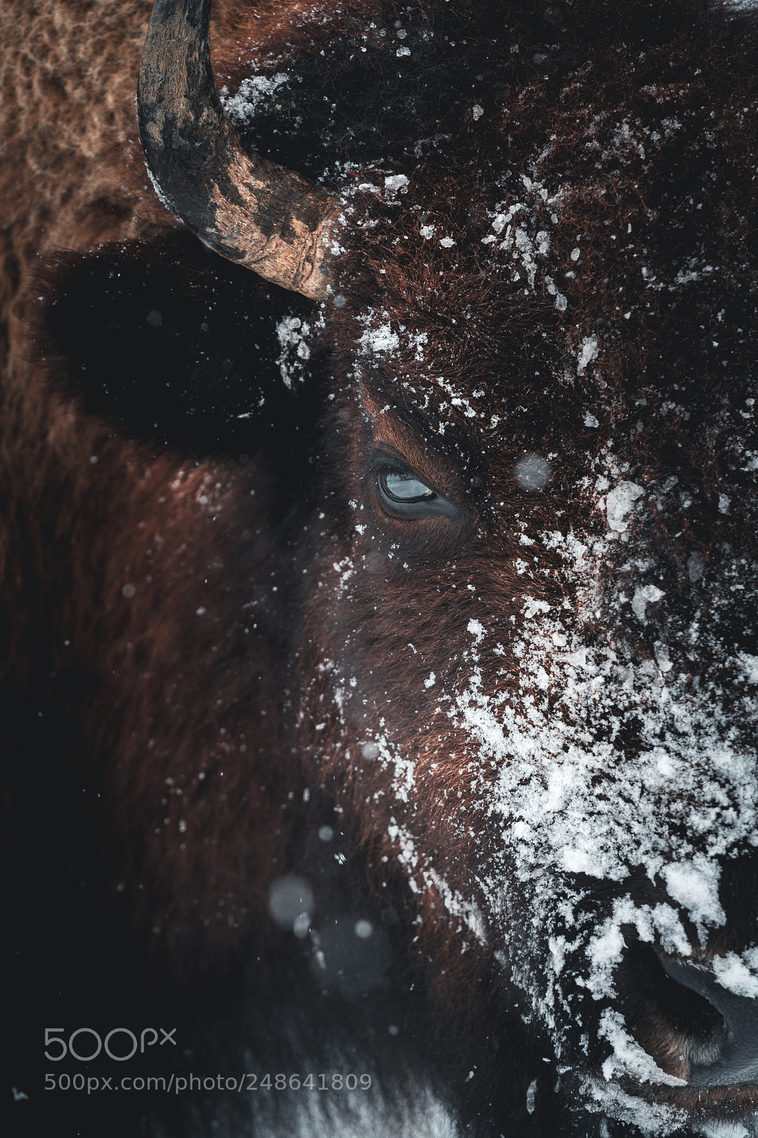 Sony a7R II sample photo. Bison in yellowstone national photography