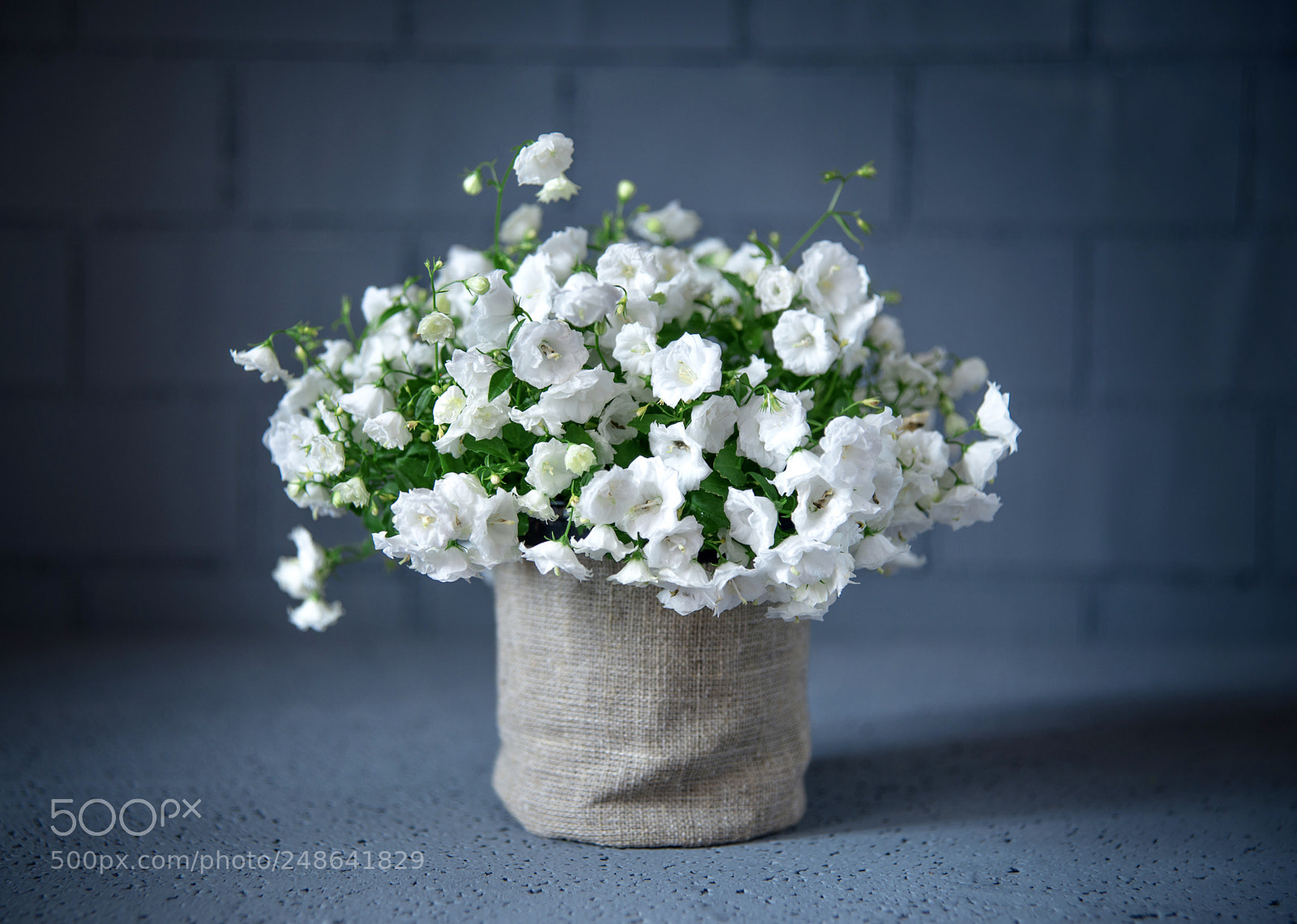 Nikon D610 sample photo. Untitled photography