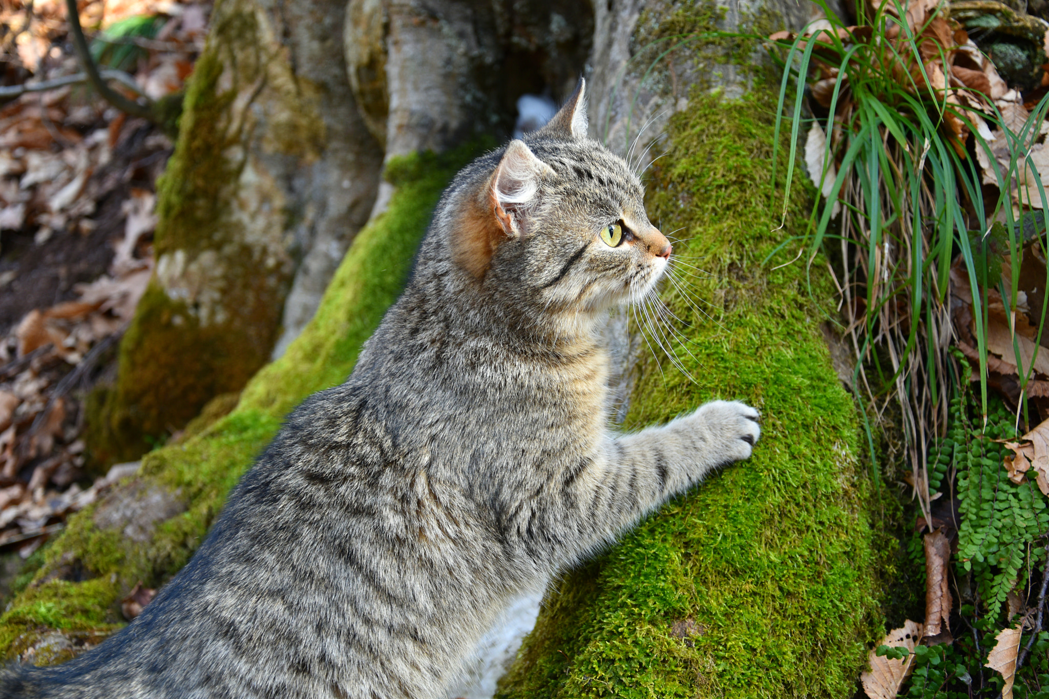Nikon D5500 sample photo