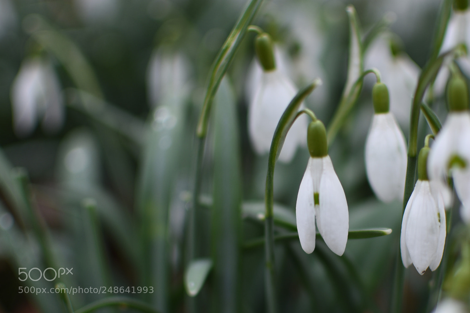 Nikon D3400 sample photo. Spring coming photography