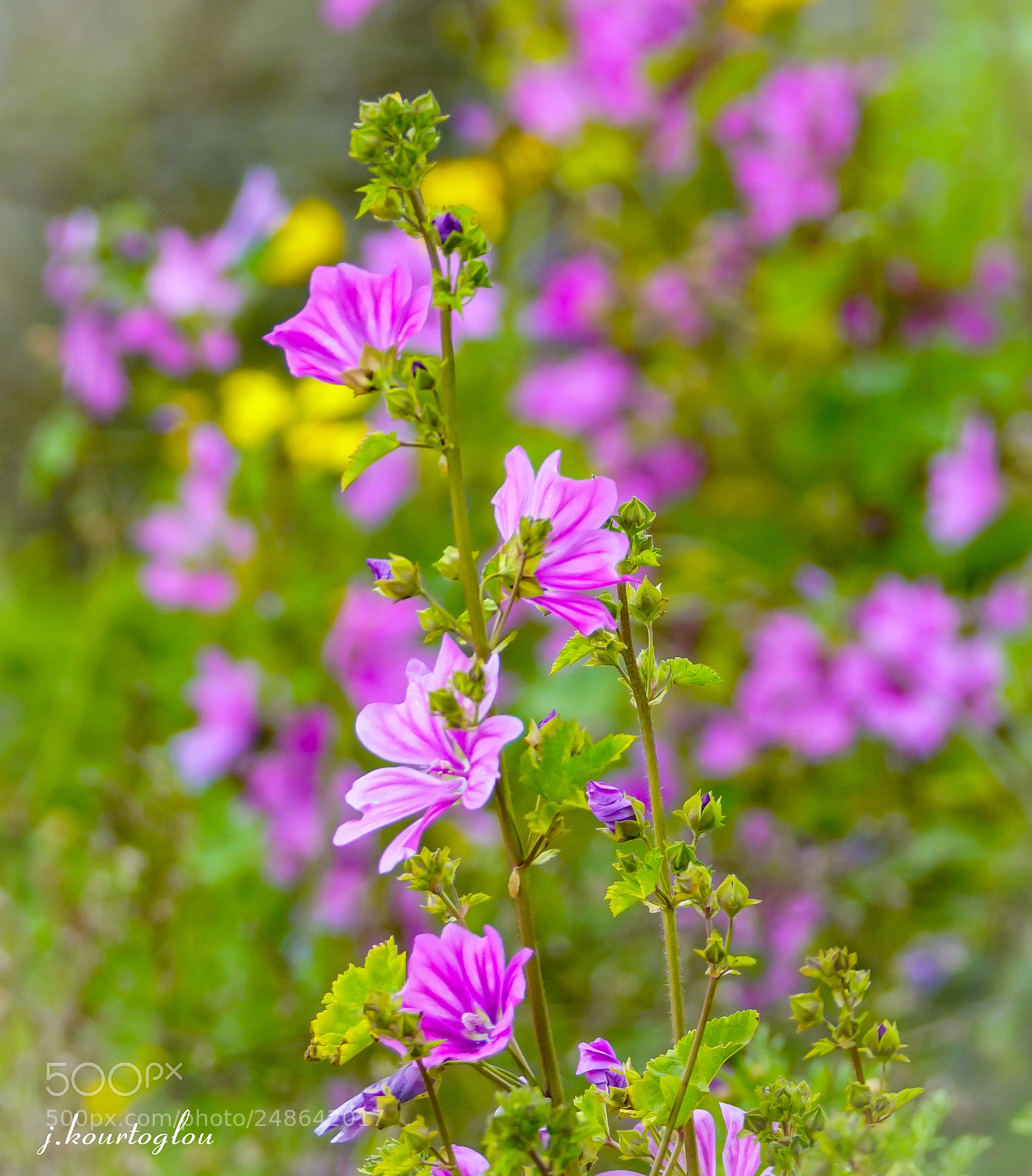 Sony a6500 sample photo. Flower photography