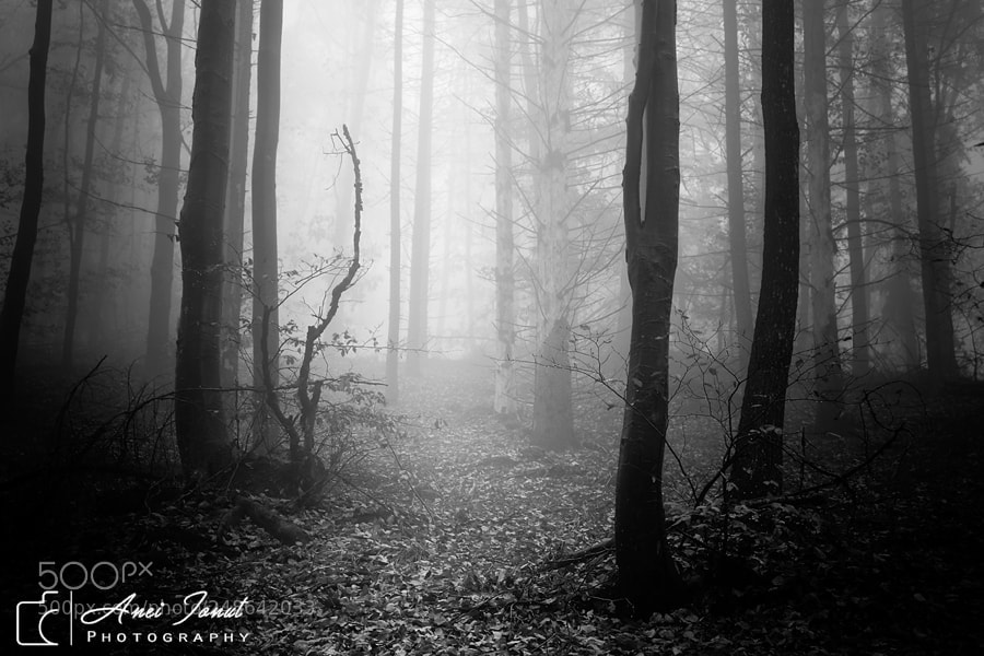 Nikon D7100 sample photo. Fall in b&w photography