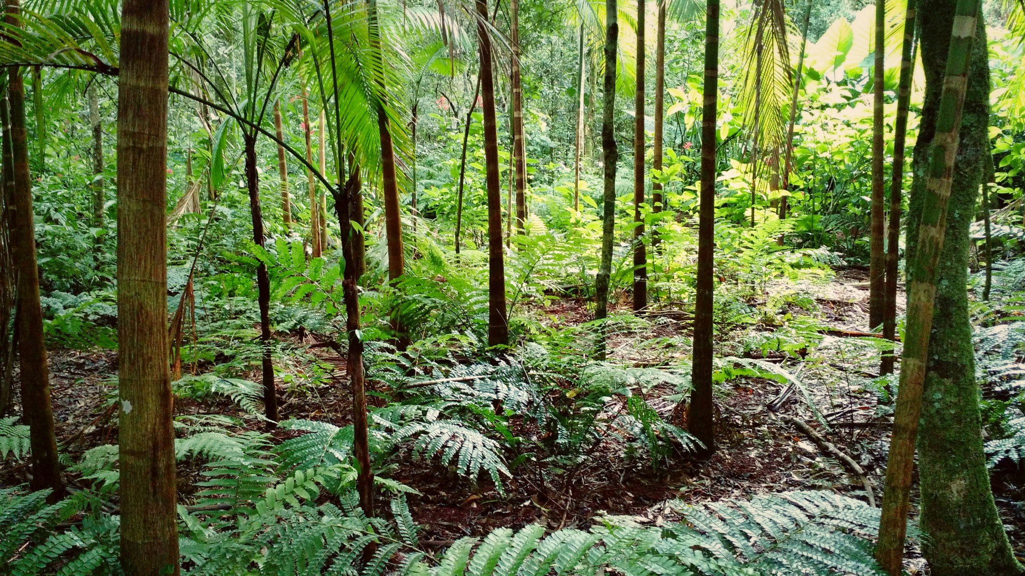 Motorola Moto X (2nd Gen) sample photo. Green forest in iguaçu national park photography
