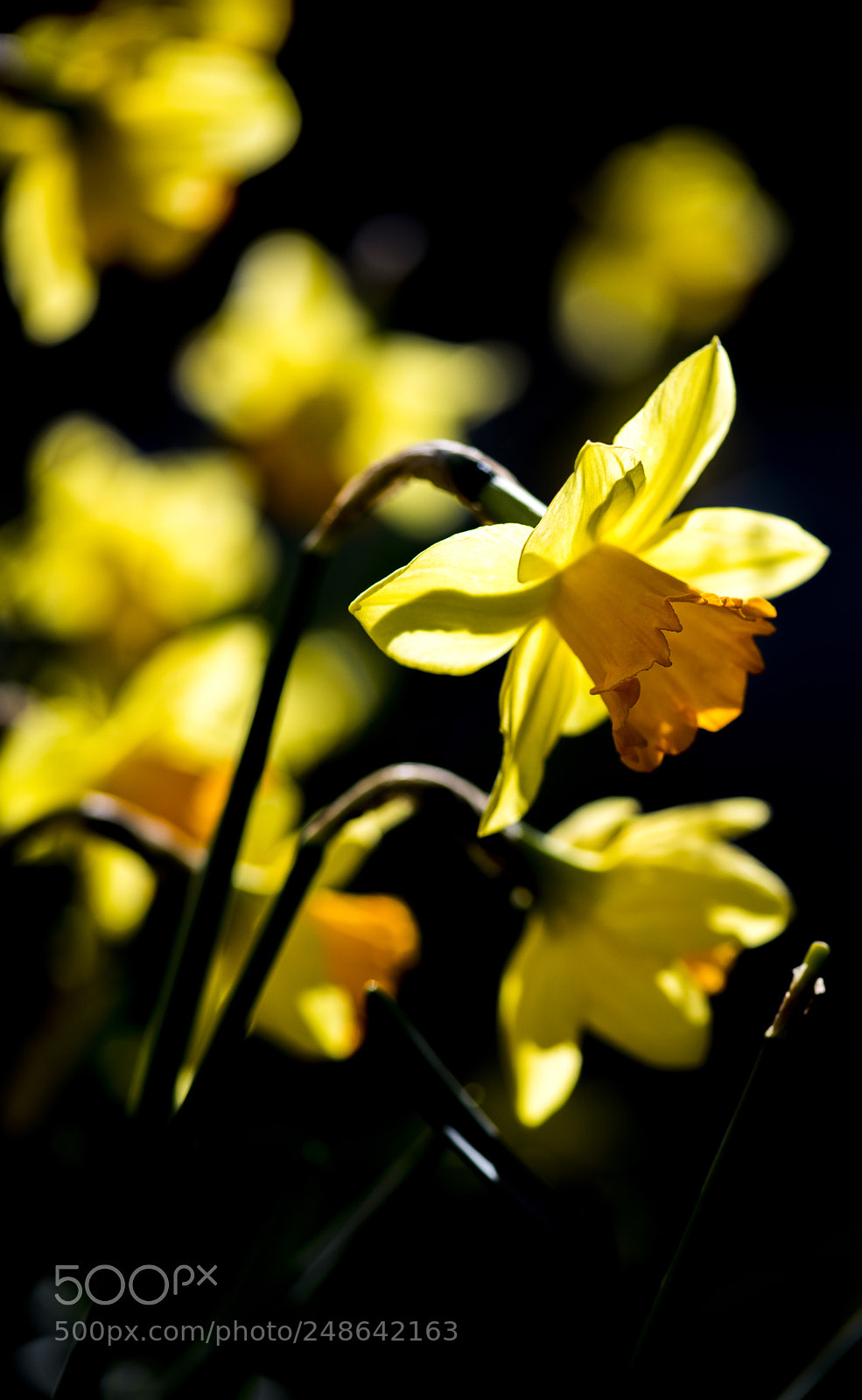 Nikon D850 sample photo. Daffodils black background photography