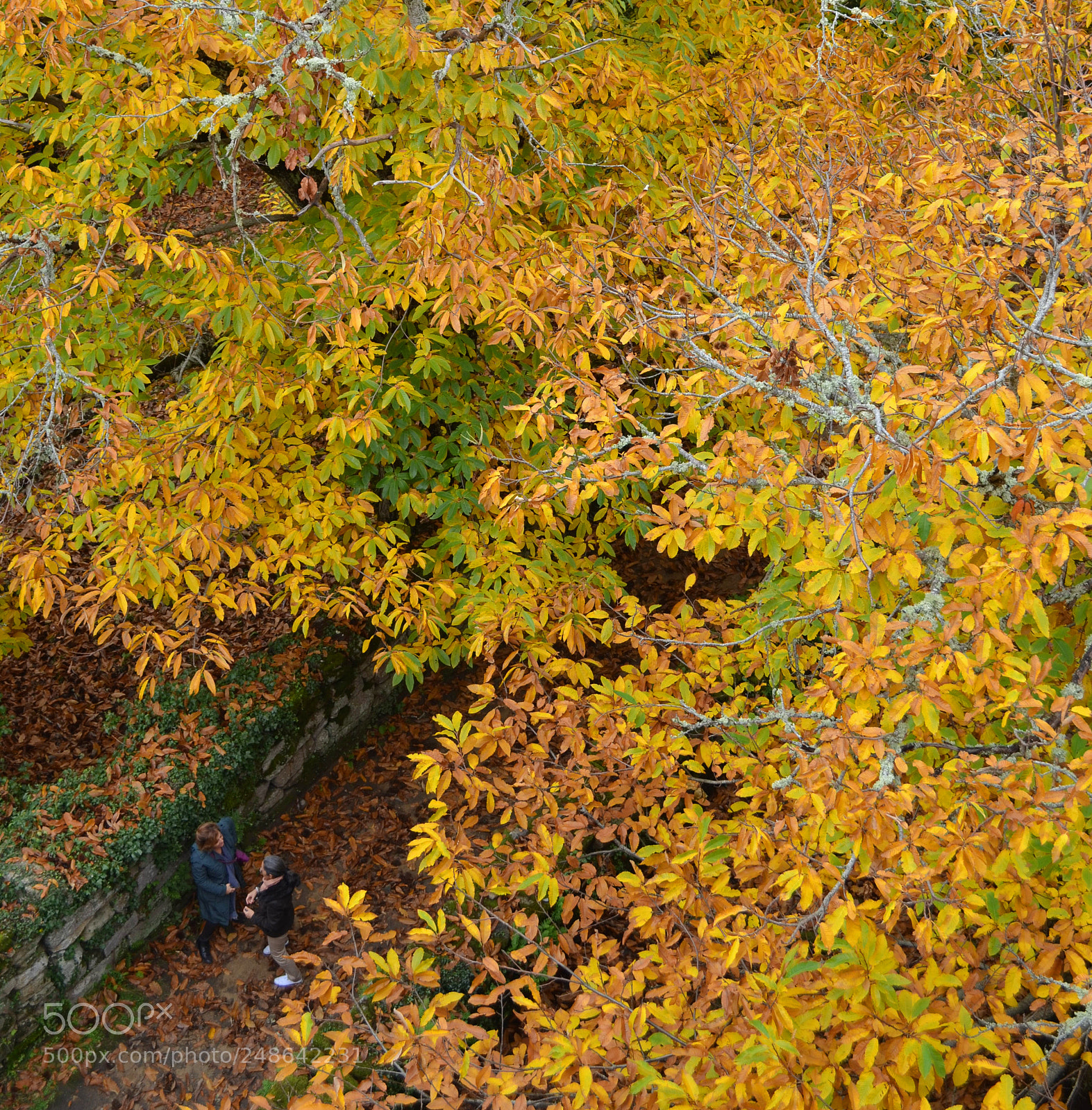 Nikon D5100 sample photo. Words and leaves photography