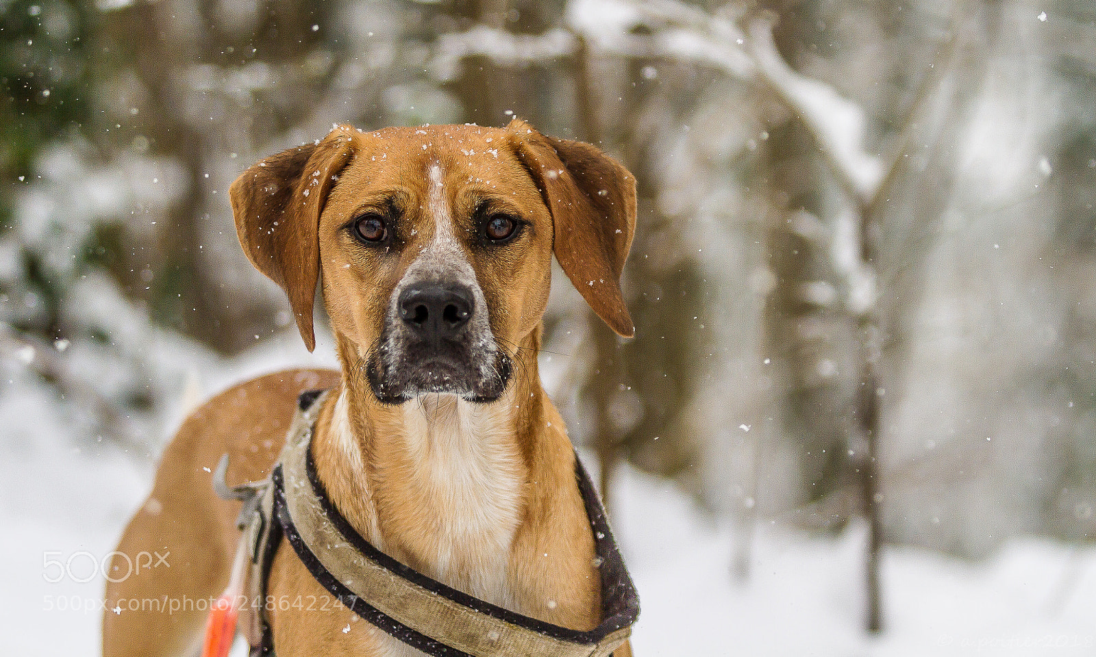 Canon EOS 7D sample photo. Marley photography