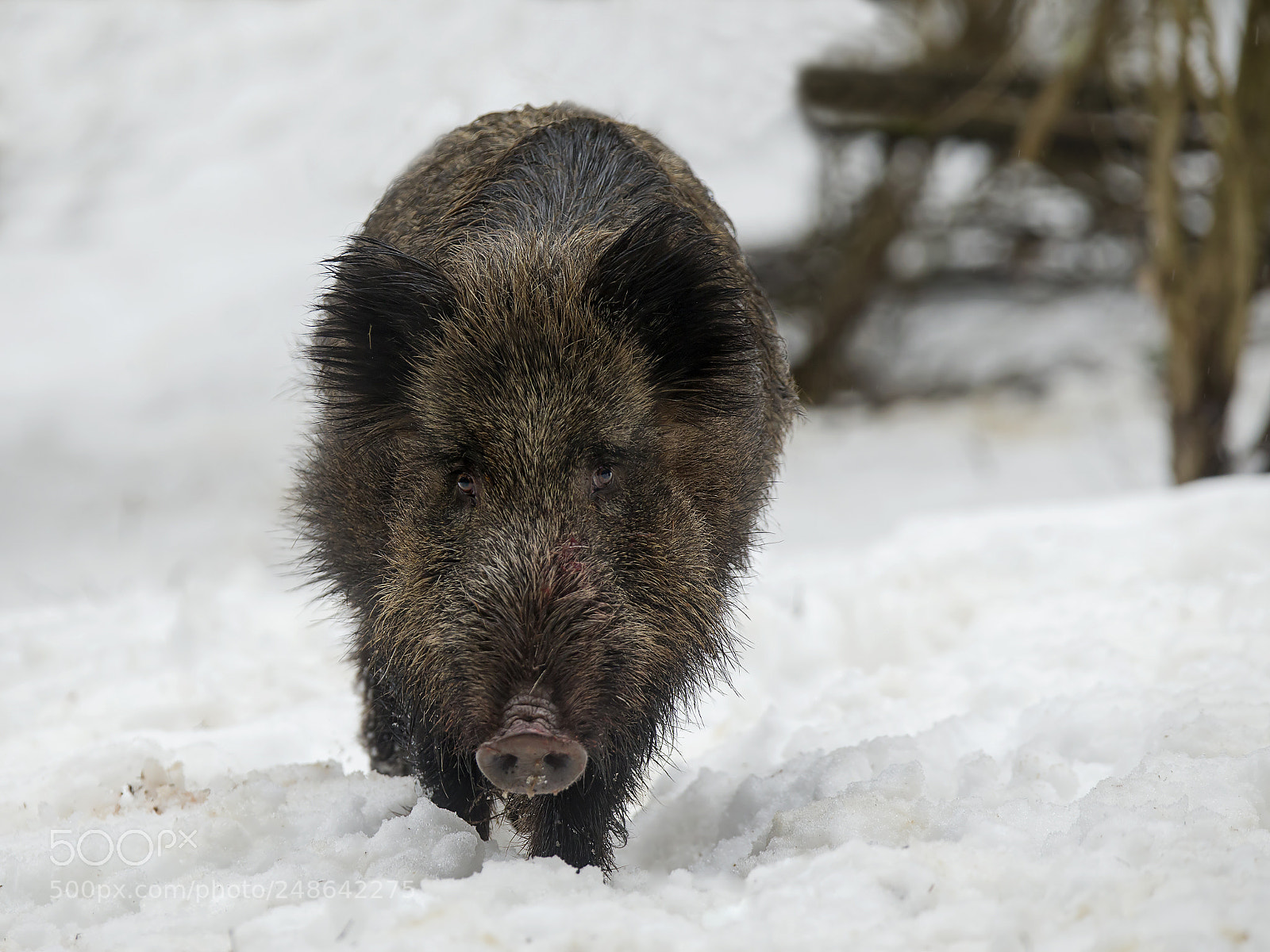 Canon EOS-1D X sample photo. Wild boar photography