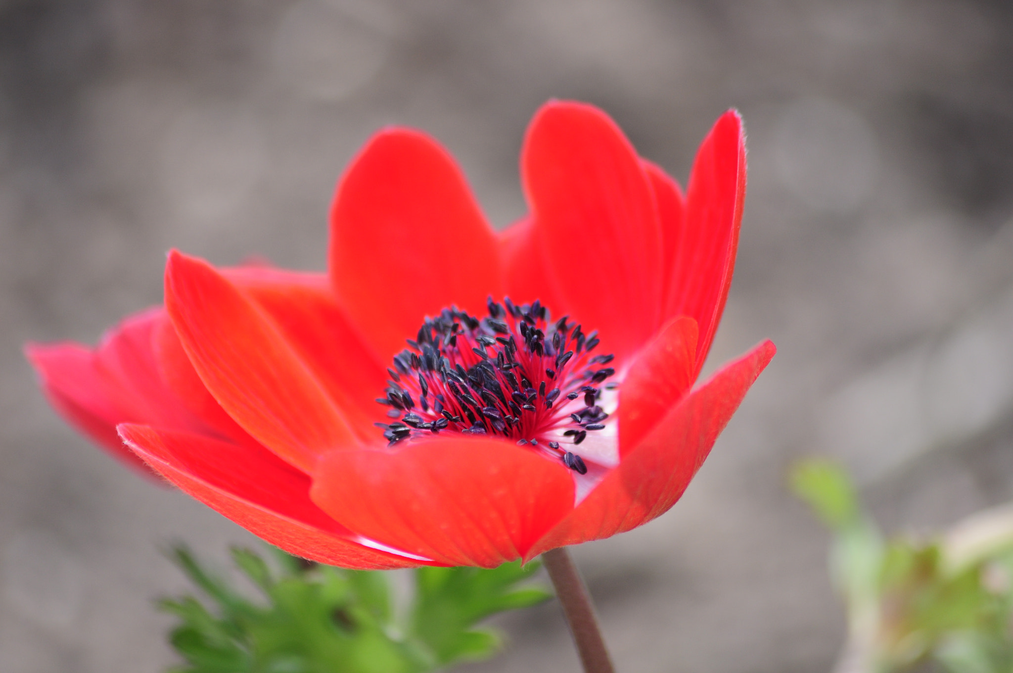 Sigma 70-300mm F4-5.6 APO DG Macro sample photo