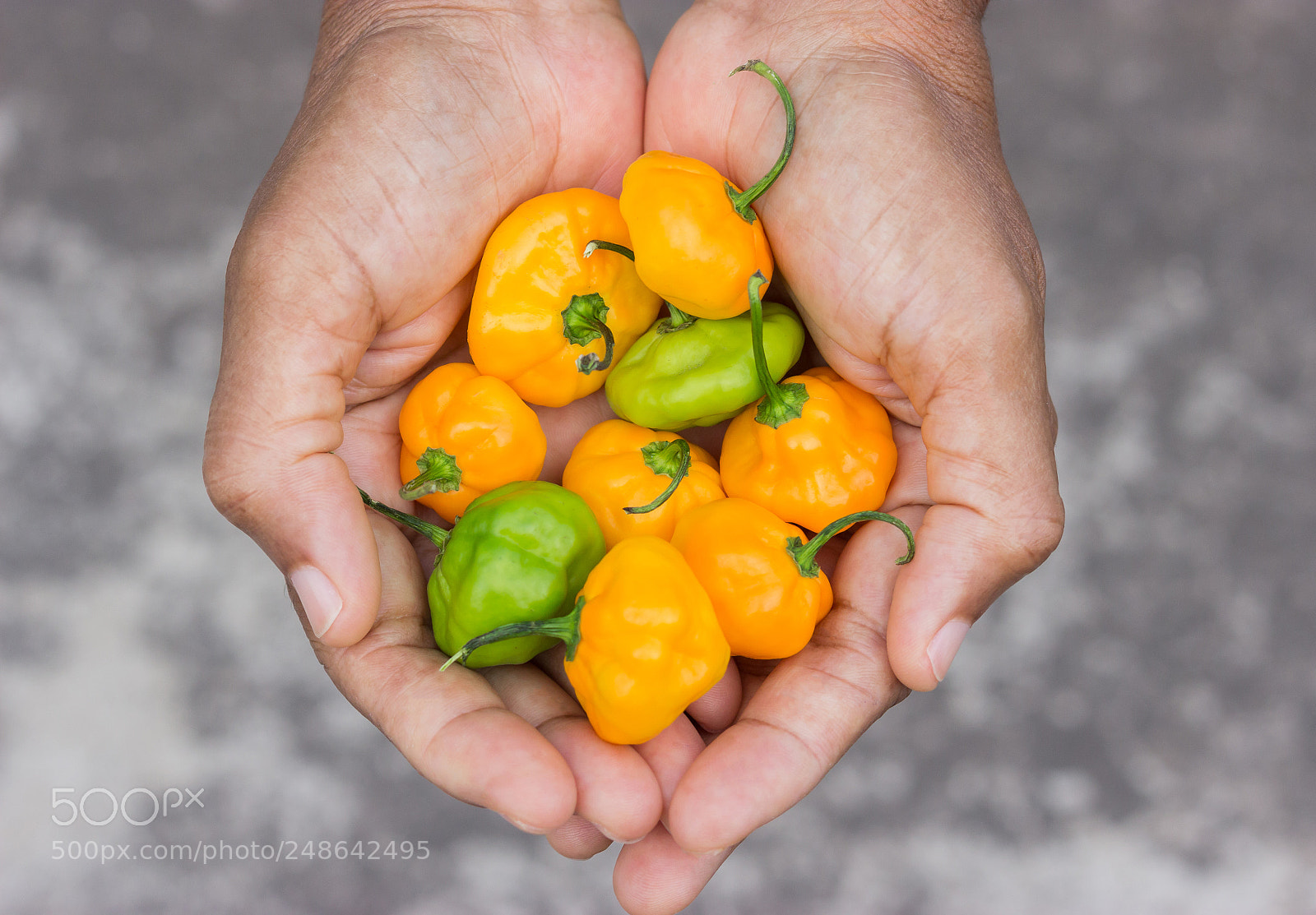 Canon EOS 600D (Rebel EOS T3i / EOS Kiss X5) sample photo. Jamaican scotch bonnet peppers photography