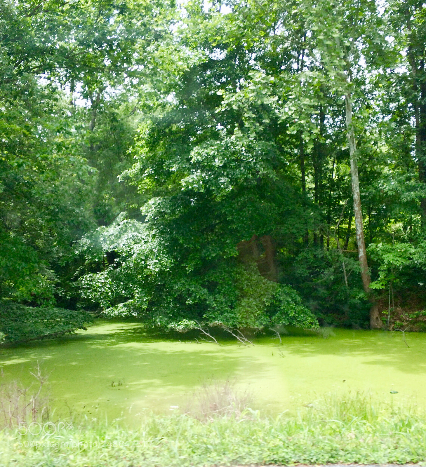 Apple iPhone 5s sample photo. Swampy woodland photography