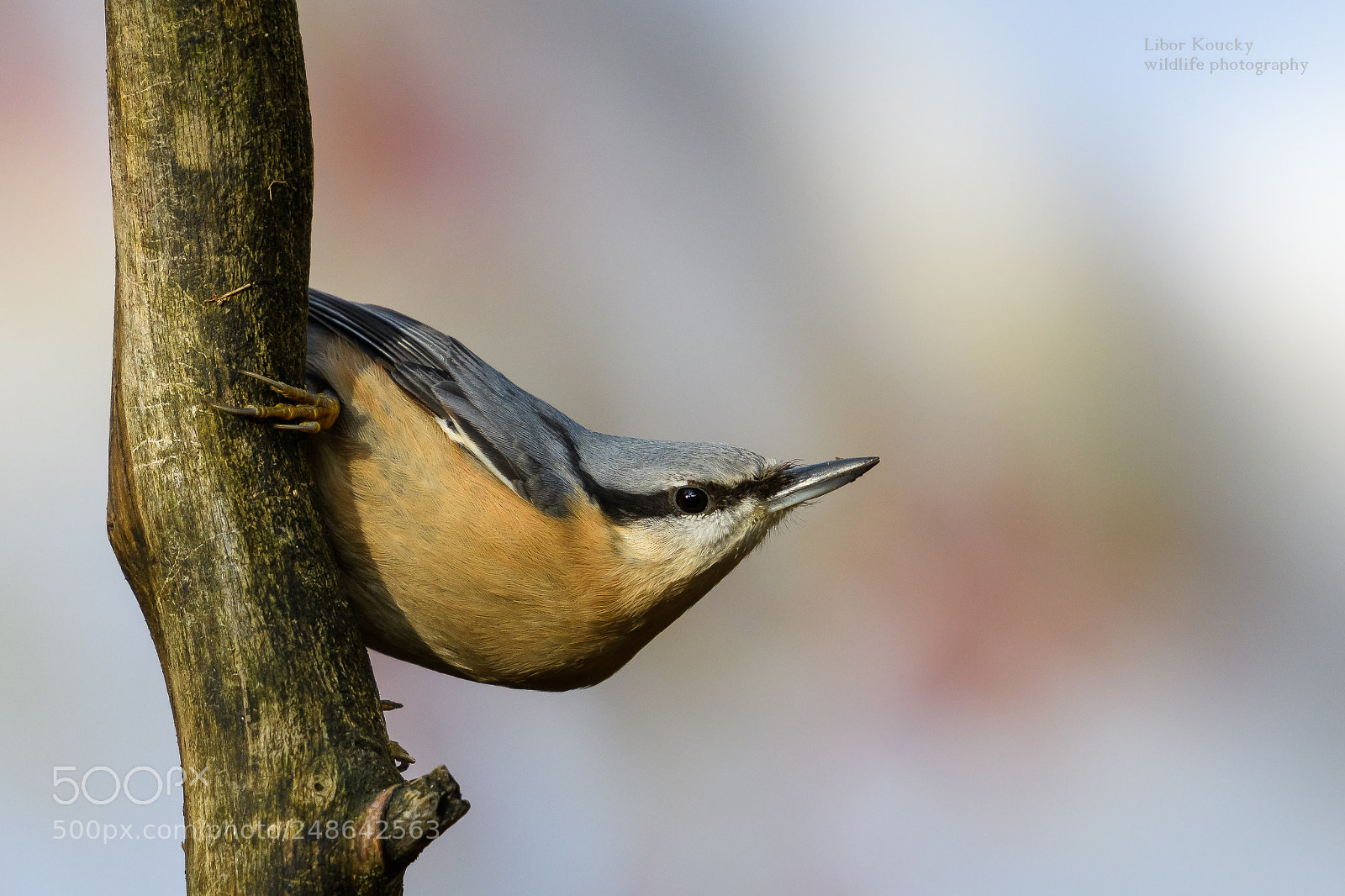 Nikon D500 sample photo. Nuthatch (sitta europaea) photography