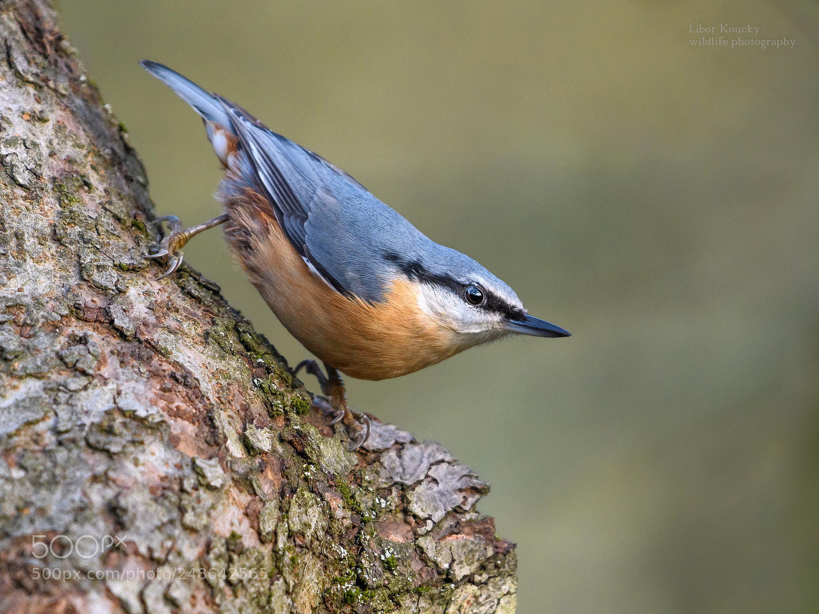 Nikon D500 sample photo. Nuthatch (sitta europaea) photography