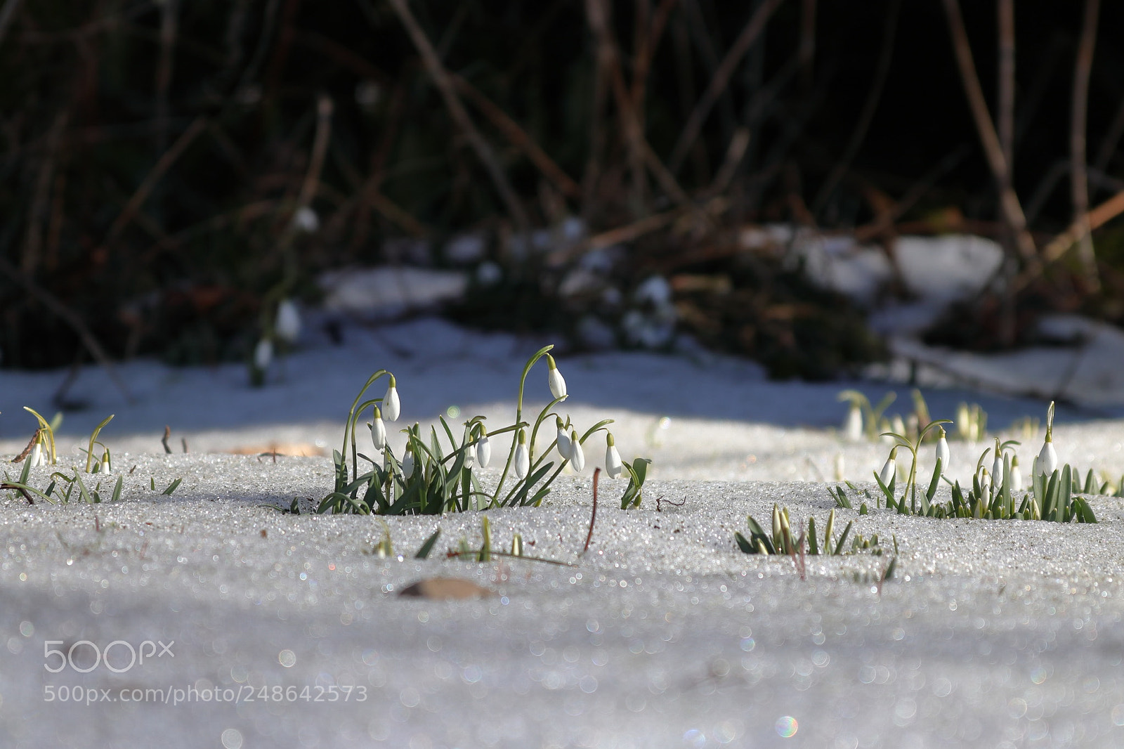 Canon EOS 800D (EOS Rebel T7i / EOS Kiss X9i) sample photo. Snowdrops in snow photography