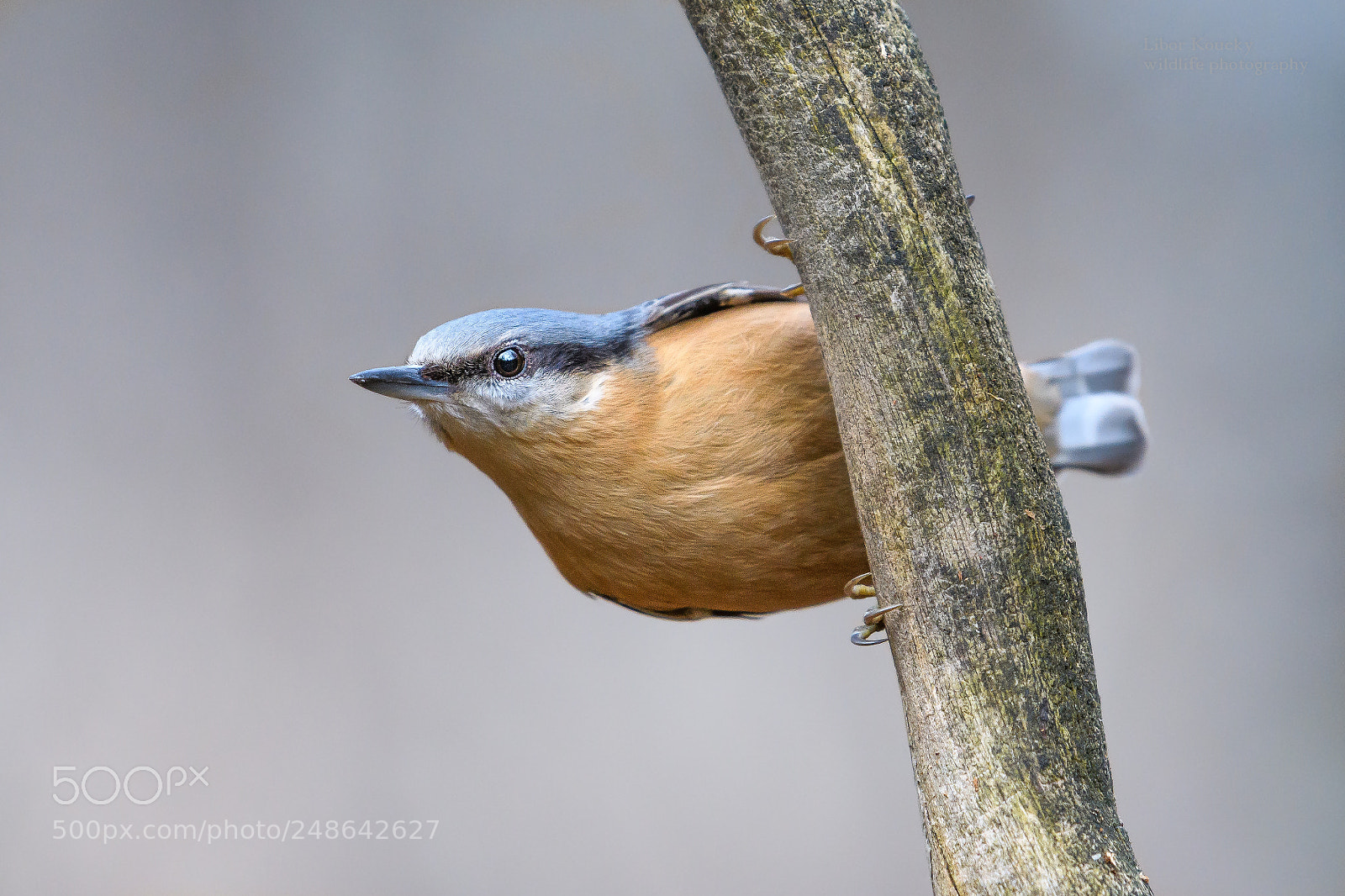 Nikon D500 sample photo. Nuthatch (sitta europaea) photography