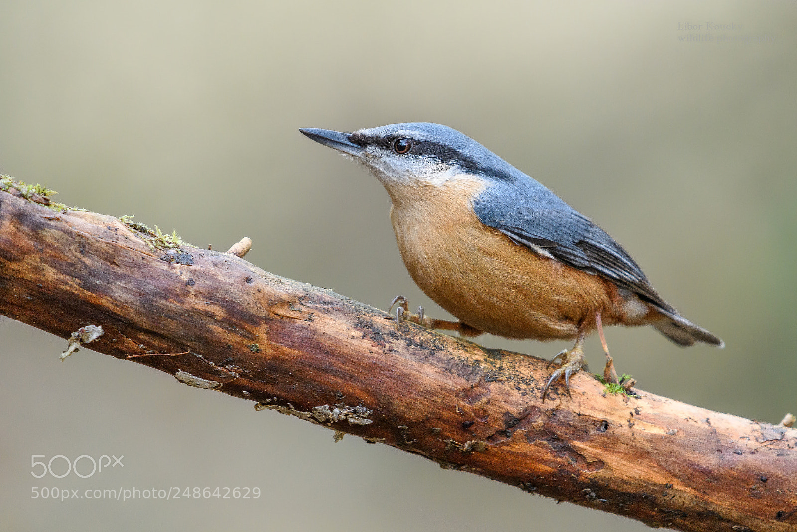 Nikon D500 sample photo. Nuthatch (sitta europaea) photography