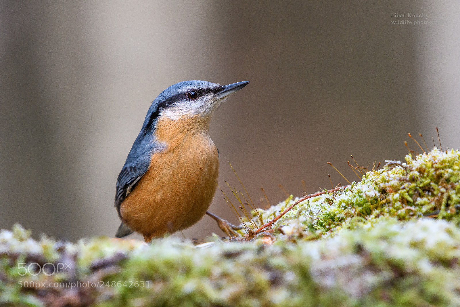 Nikon D500 sample photo. Nuthatch (sitta europaea) photography