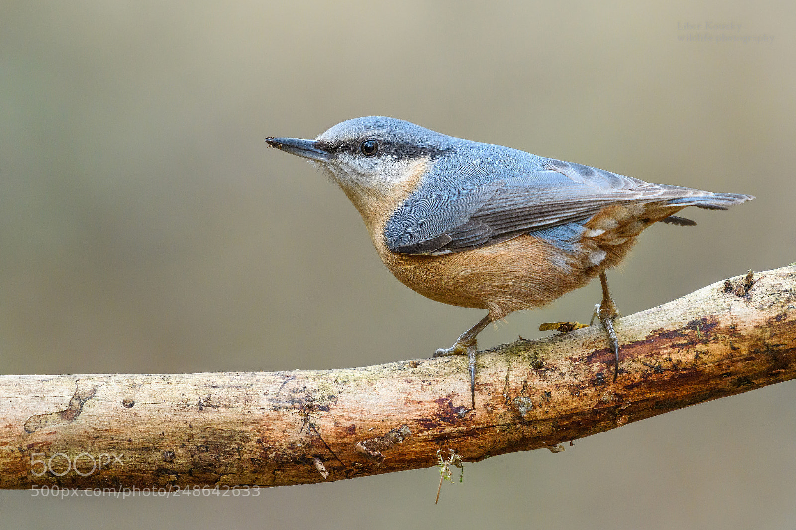 Nikon D500 sample photo. Nuthatch (sitta europaea) photography