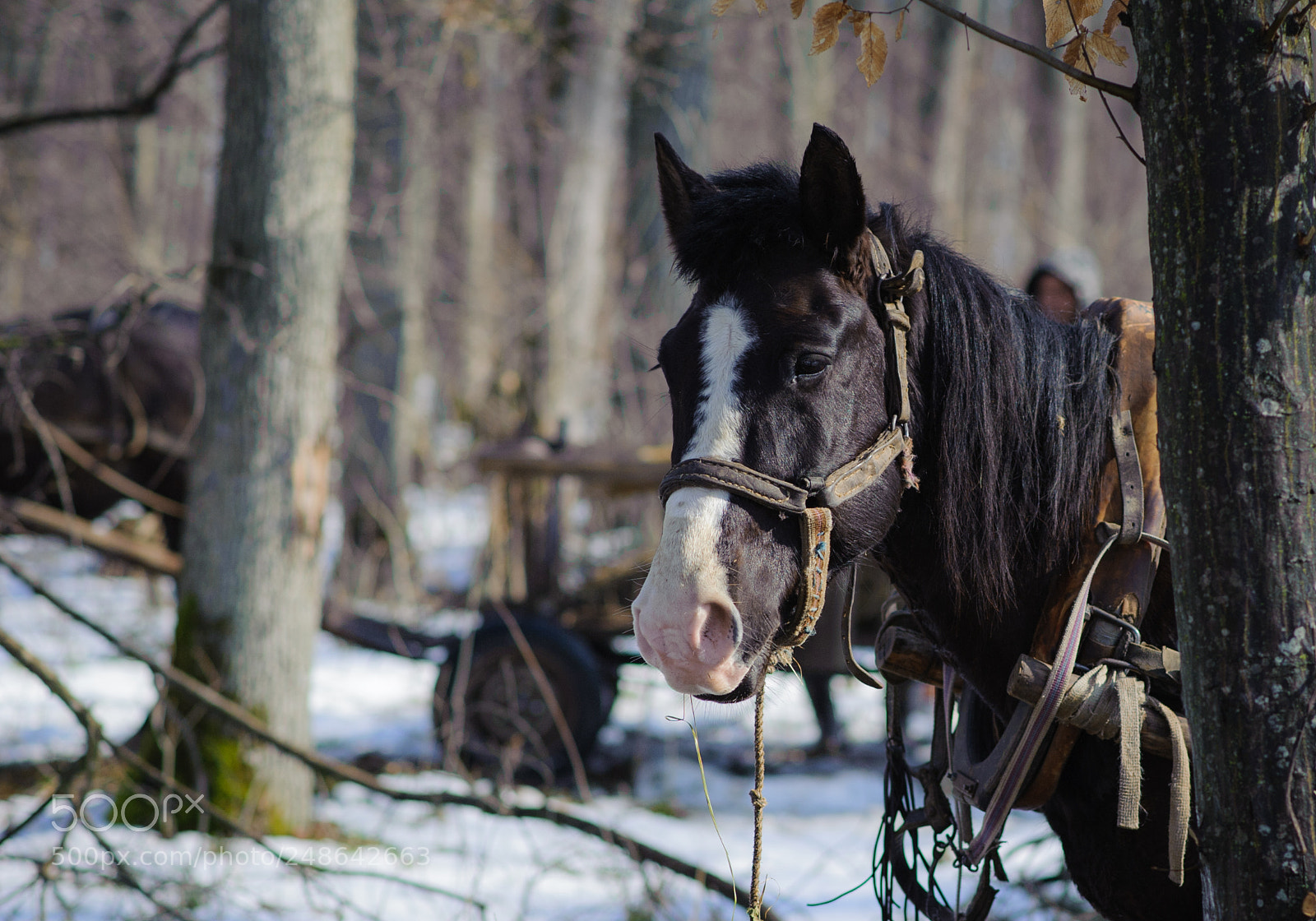 Nikon D700 sample photo. Horse photography