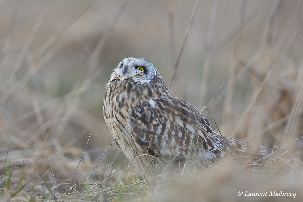 Nikon D500 + Nikon AF-S Nikkor 600mm F4G ED VR sample photo. Hibou des marais photography