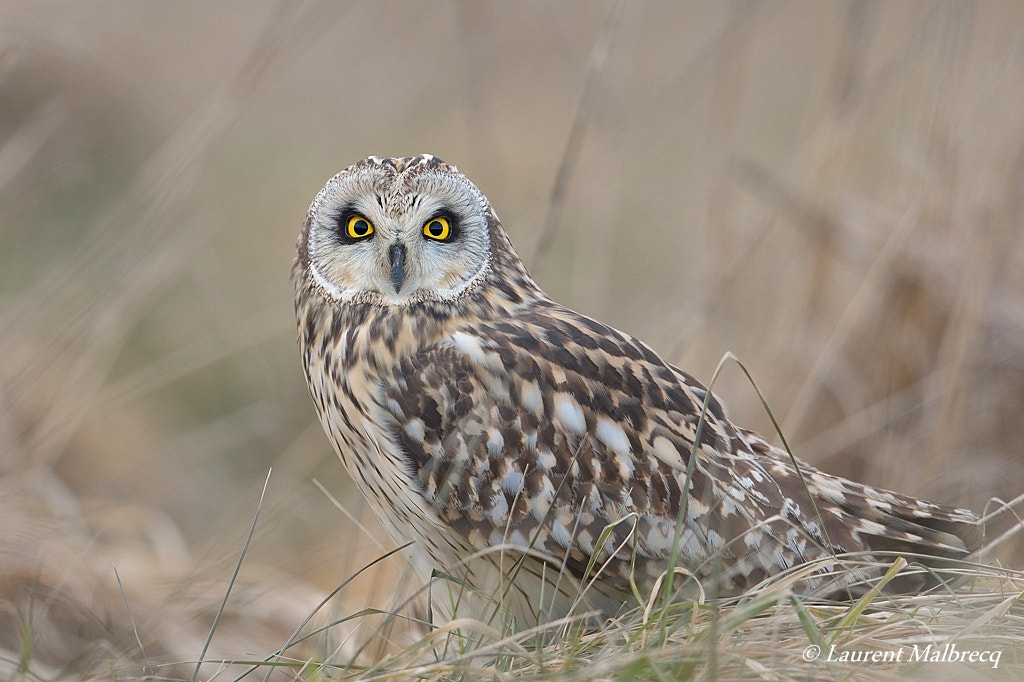 Nikon D500 + Nikon AF-S Nikkor 600mm F4G ED VR sample photo. Hibou des marais photography