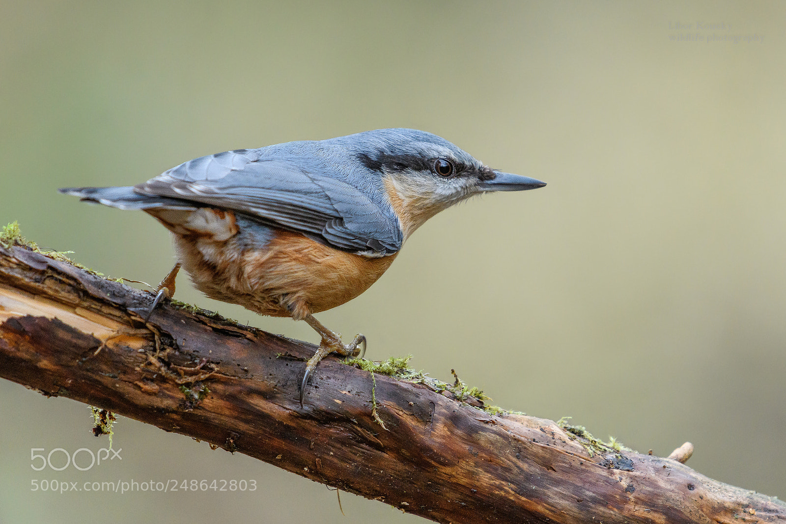Nikon D500 sample photo. Nuthatch (sitta europaea) photography