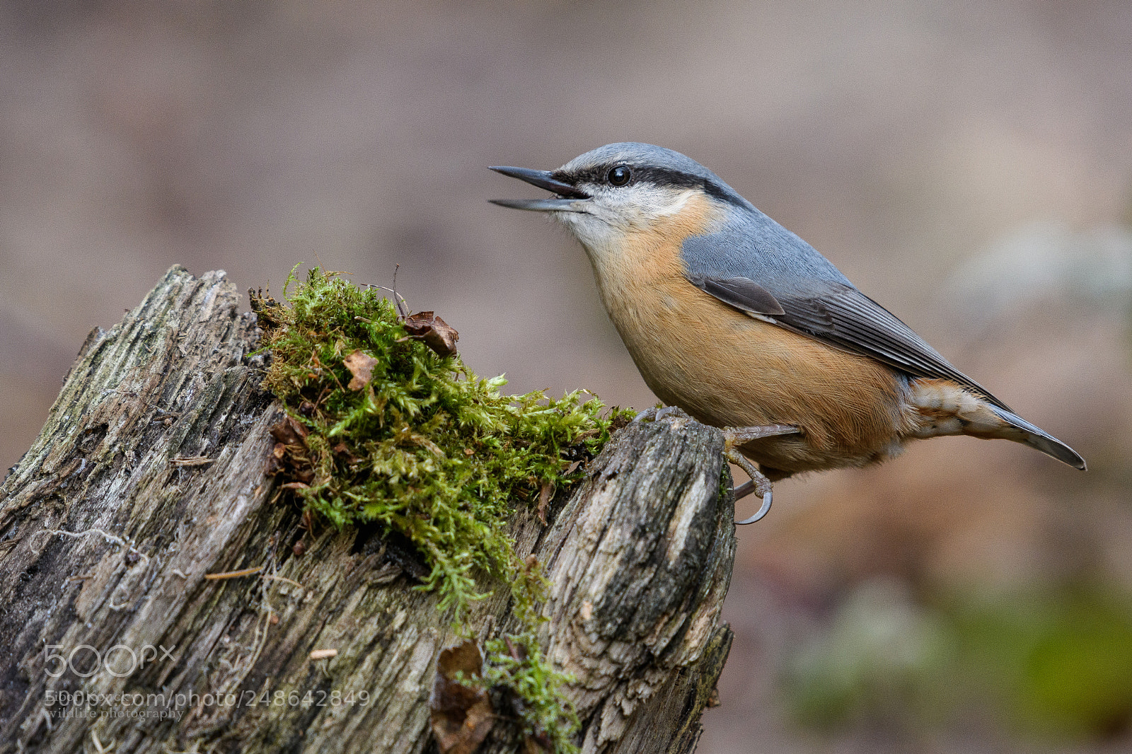 Nikon D500 sample photo. Nuthatch (sitta europaea) photography
