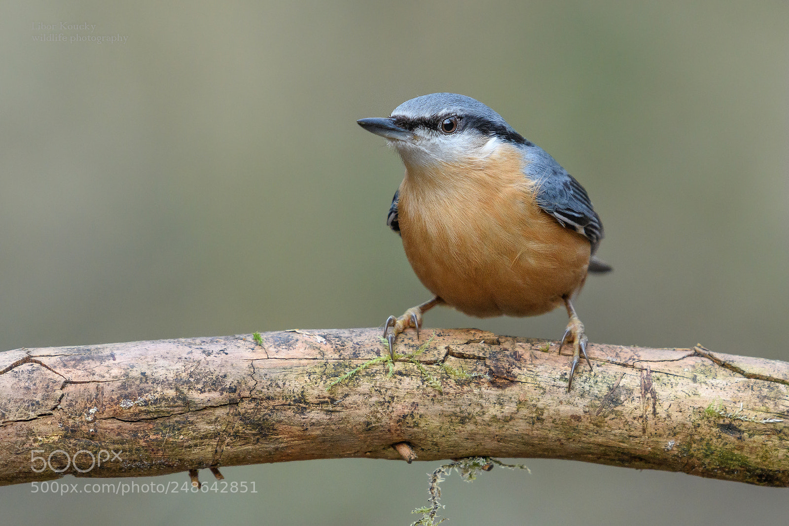 Nikon D500 sample photo. Nuthatch (sitta europaea) photography
