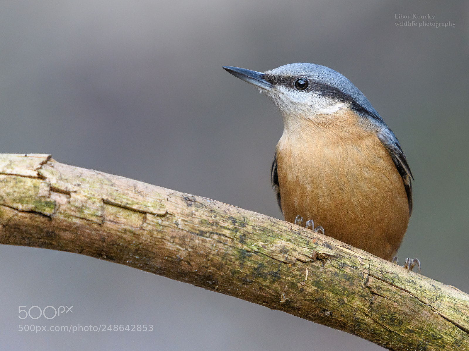 Nikon D500 sample photo. Nuthatch (sitta europaea) photography