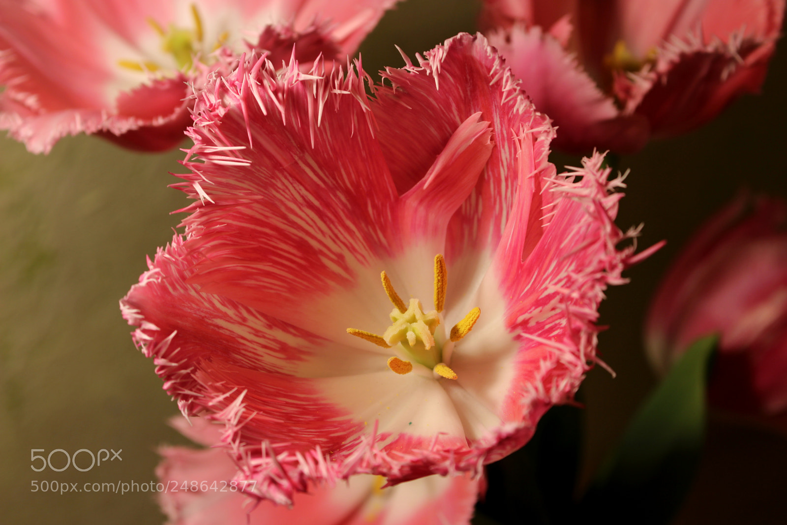 Canon EOS 700D (EOS Rebel T5i / EOS Kiss X7i) sample photo. Pink-white tulip photography