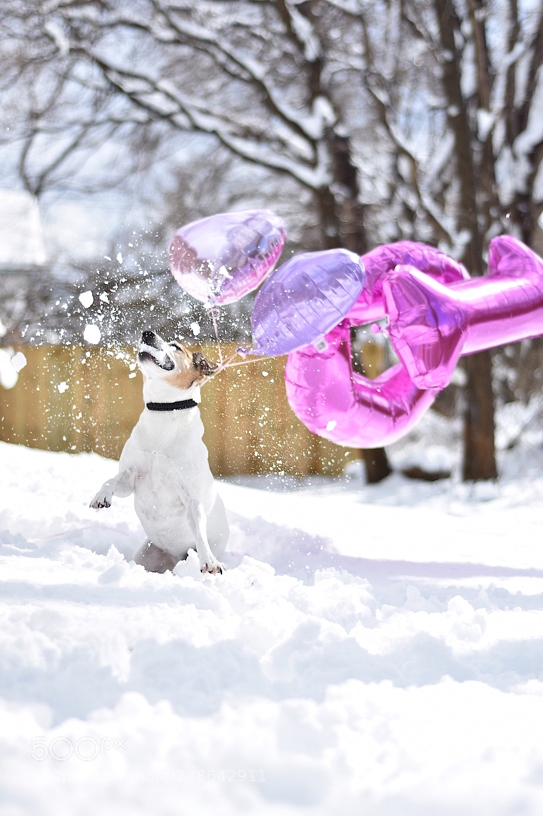 Nikon D5600 sample photo. Ice ice baby photography