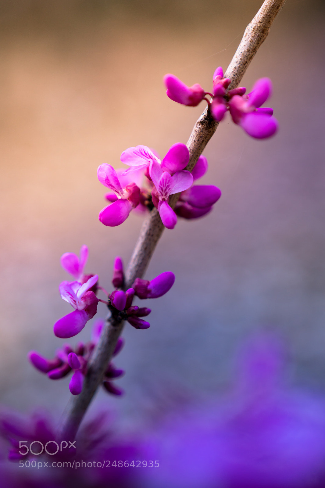 Sony a6300 sample photo. Chinese redbud photography