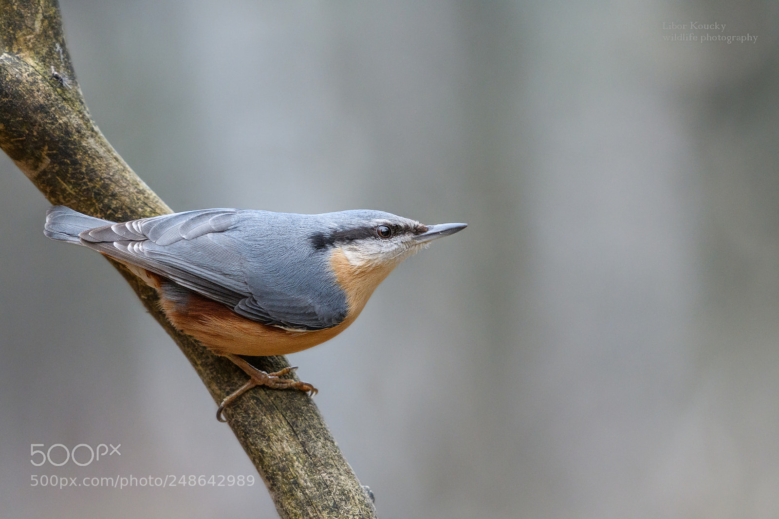 Nikon D500 sample photo. Nuthatch (sitta europaea) photography