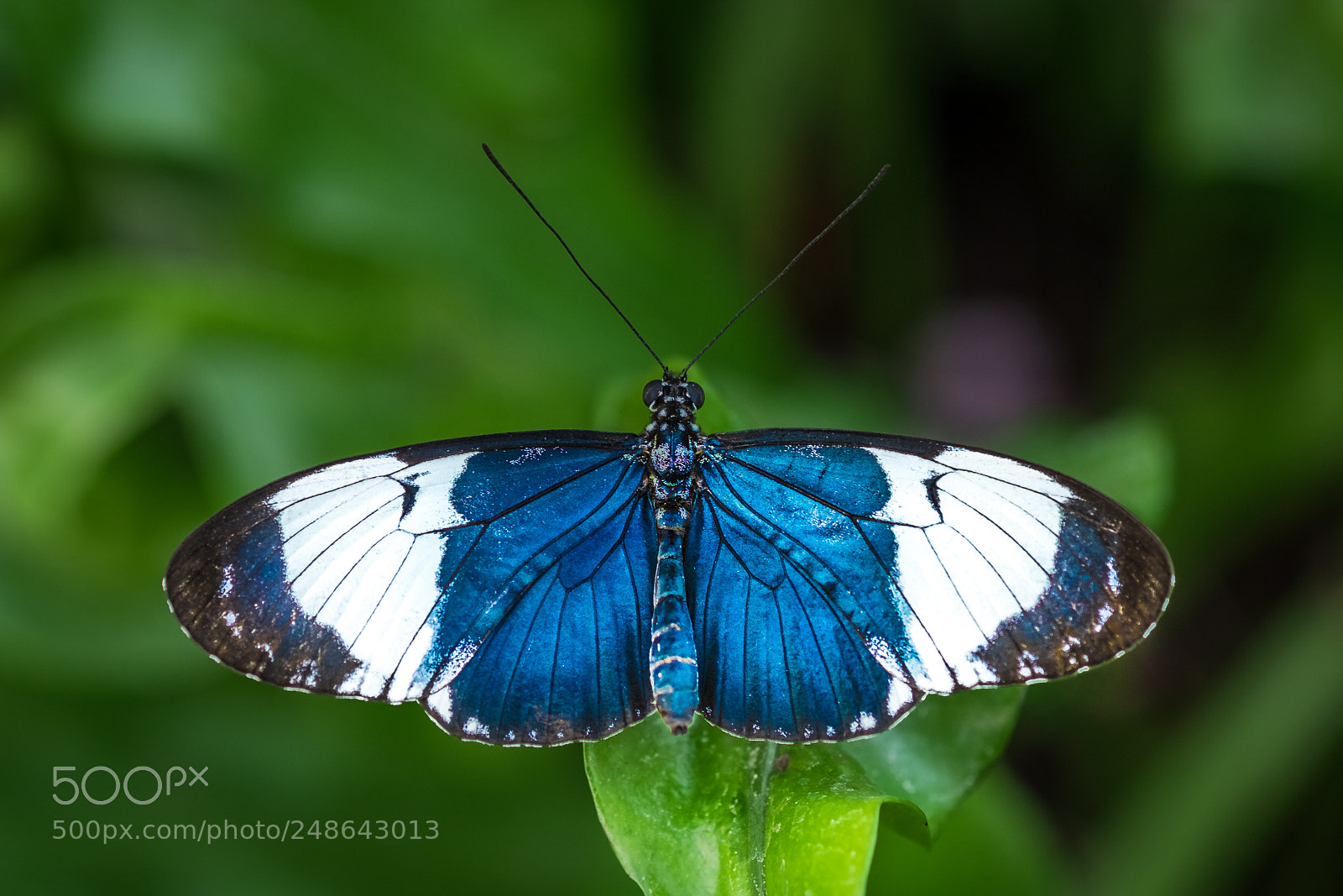 Fujifilm X-T1 sample photo. Butterfly photography