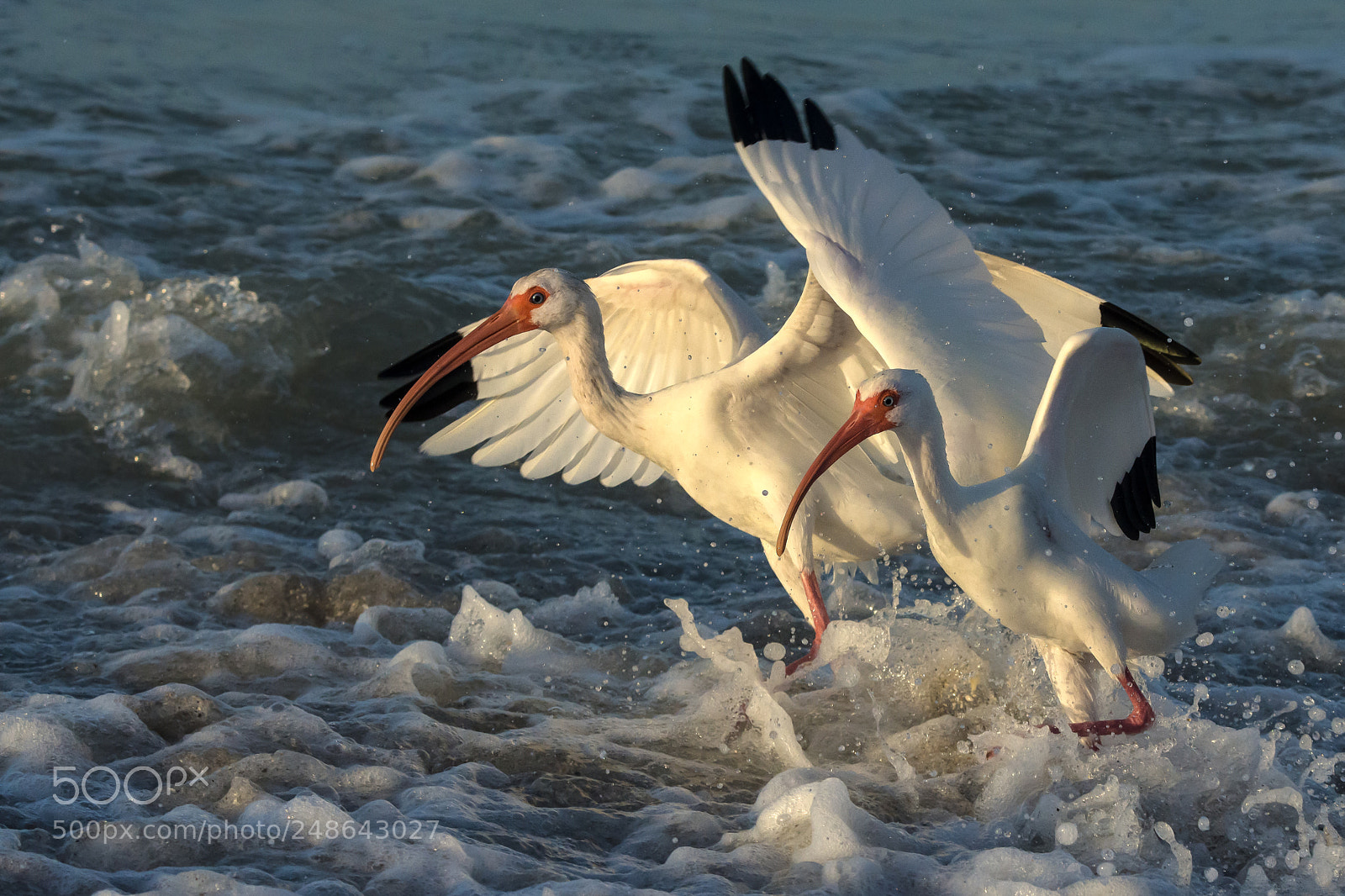 Nikon D7200 sample photo. Walking on water photography