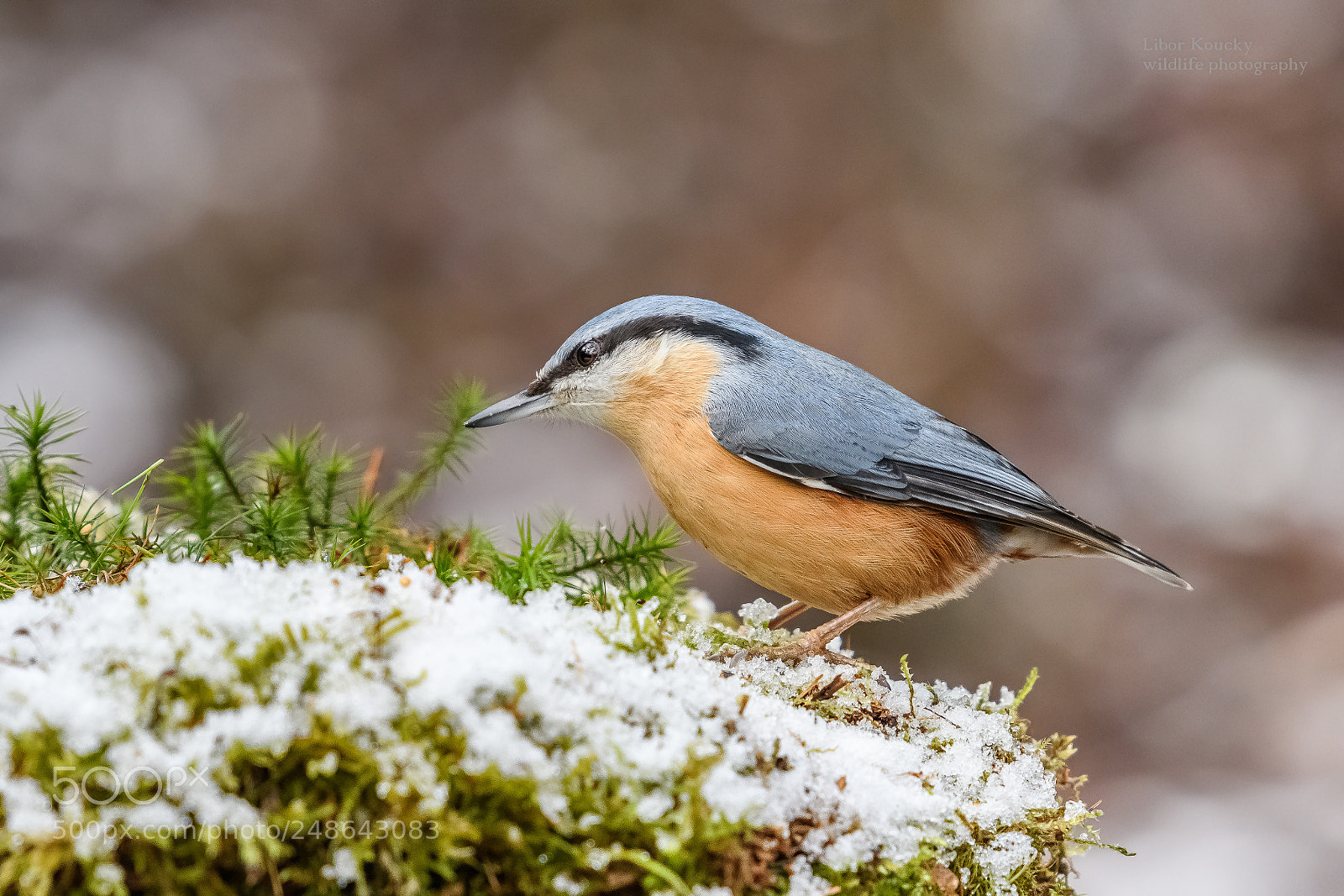 Nikon D500 sample photo. Nuthatch (sitta europaea) photography
